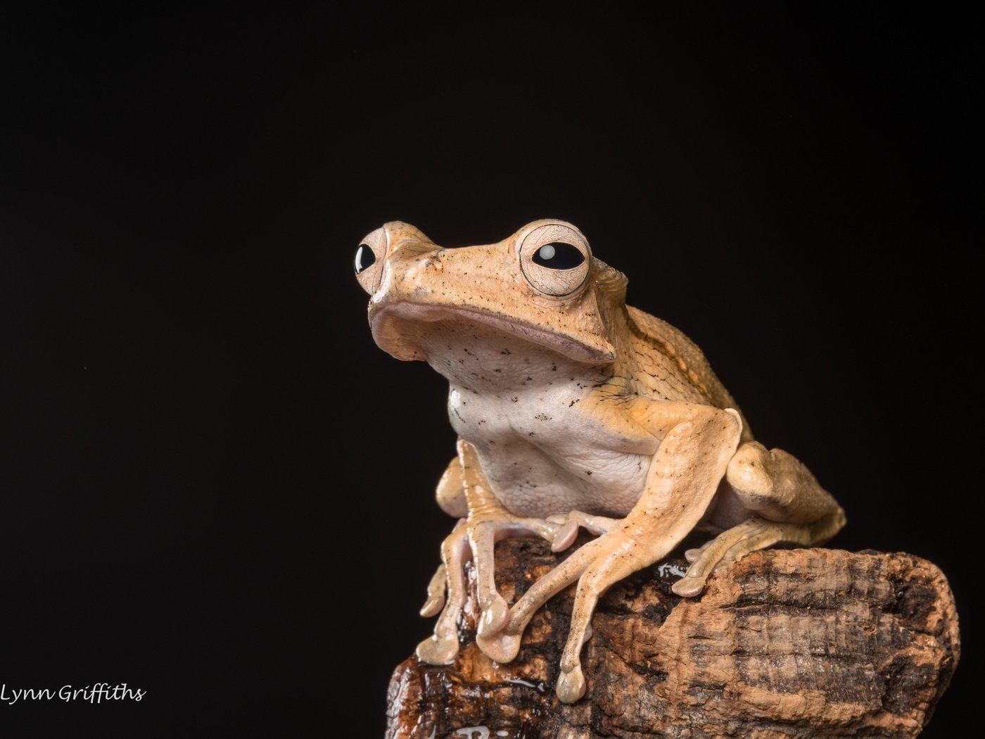 Обои глаза, лягушка, черный фон, лапки, lynn griffiths, eyes, frog, black background, legs разрешение 4804x3203 Загрузить