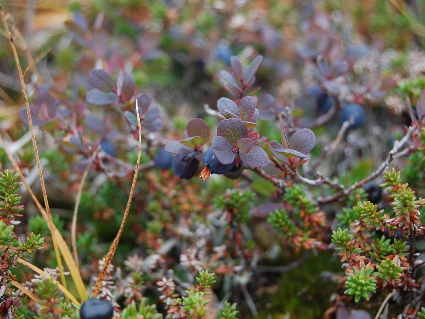 Обои листья, ветки, ягоды, черника, leaves, branches, berries, blueberries разрешение 3008x2000 Загрузить