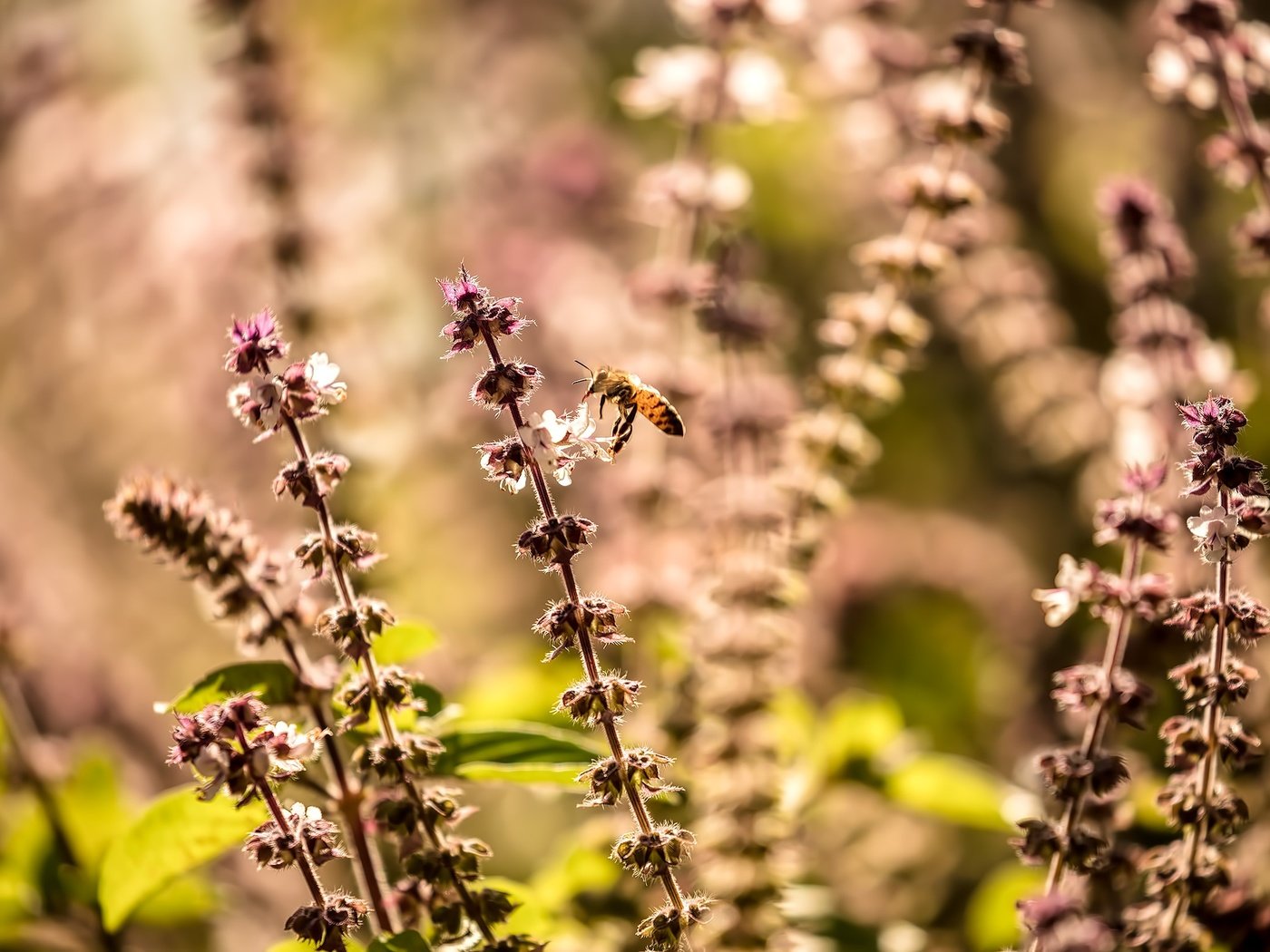 Обои природа, растения, макро, насекомое, размытость, пчела, полевые цветы, nature, plants, macro, insect, blur, bee, wildflowers разрешение 2500x1666 Загрузить