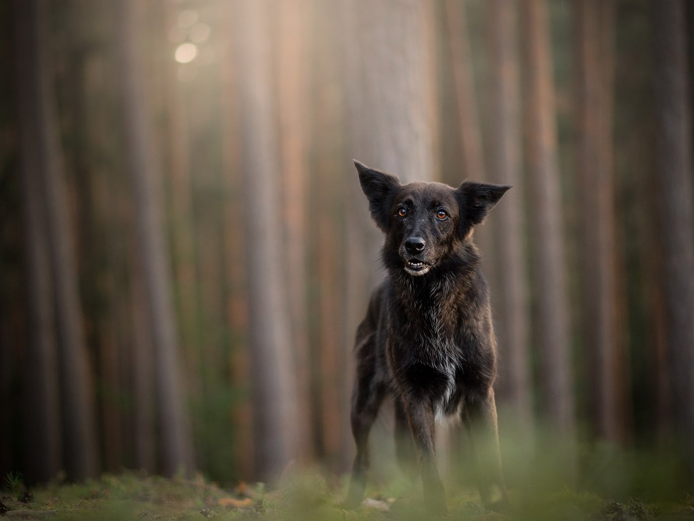 Обои лес, мордочка, стволы, взгляд, собака, немецкая овчарка, forest, muzzle, trunks, look, dog, german shepherd разрешение 2048x1224 Загрузить