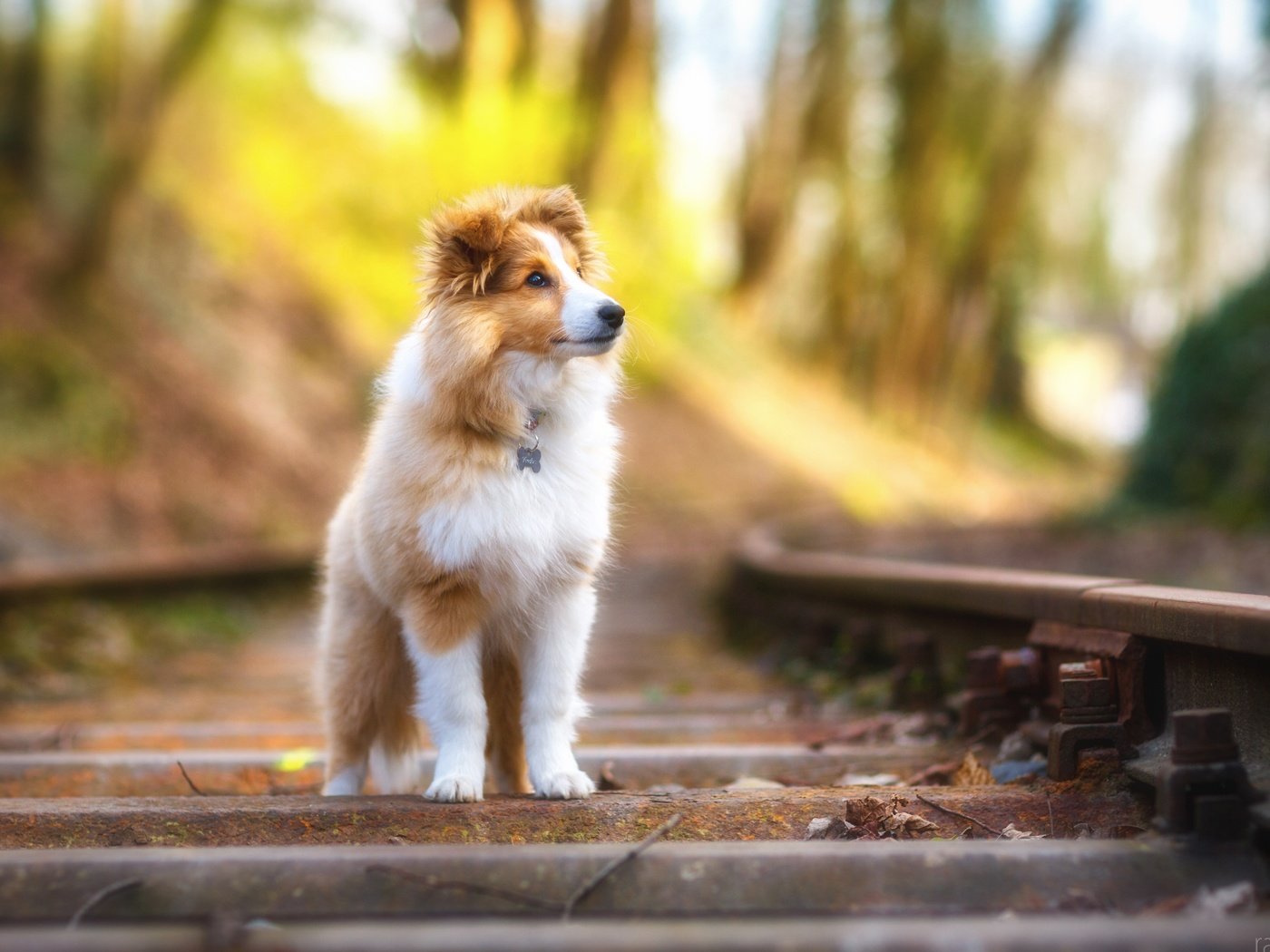 Обои песики, жд, пушистая, шелти, looking away, шетландская овчарка, dogs, railway, fluffy, sheltie, shetland sheepdog разрешение 3840x2400 Загрузить