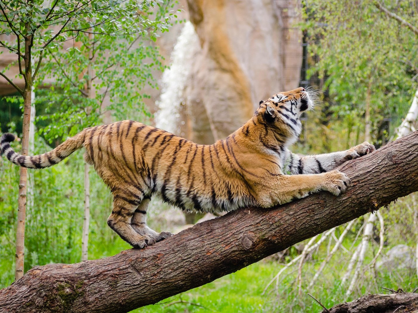 Обои тигр, морда, дерево, взгляд, хищник, дикая кошка, амурский тигр, tiger, face, tree, look, predator, wild cat, the amur tiger разрешение 4394x2910 Загрузить