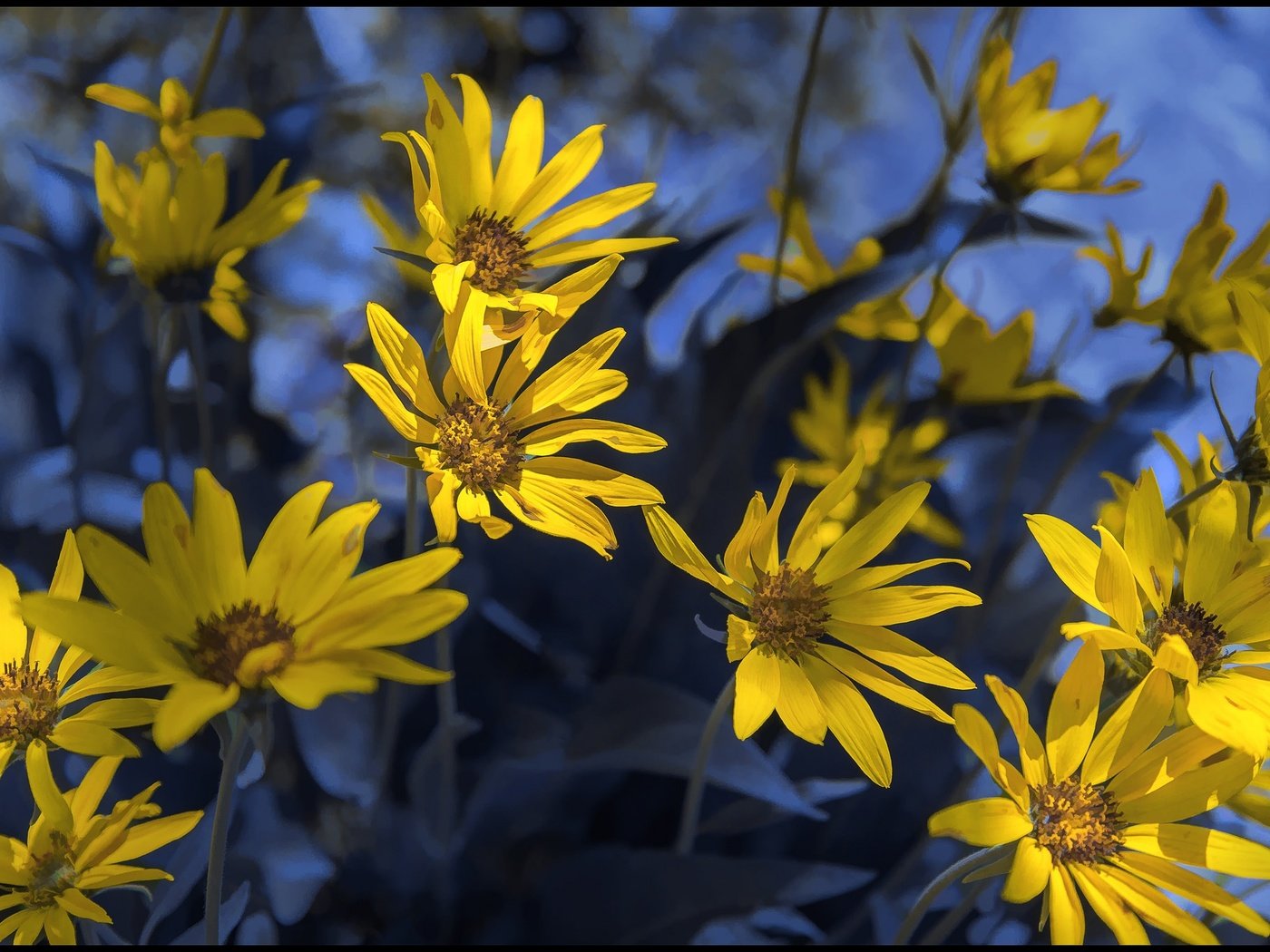 Обои цветы, лепестки, весна, боке, топинамбур, flowers, petals, spring, bokeh, jerusalem artichoke разрешение 2048x1367 Загрузить