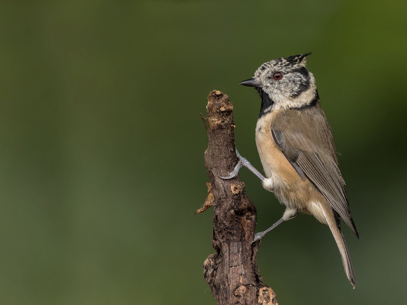 Обои ветка, птица, синица, гренадёрка, хохлатая синица, branch, bird, tit, grenaderka, crested tit разрешение 2048x1365 Загрузить