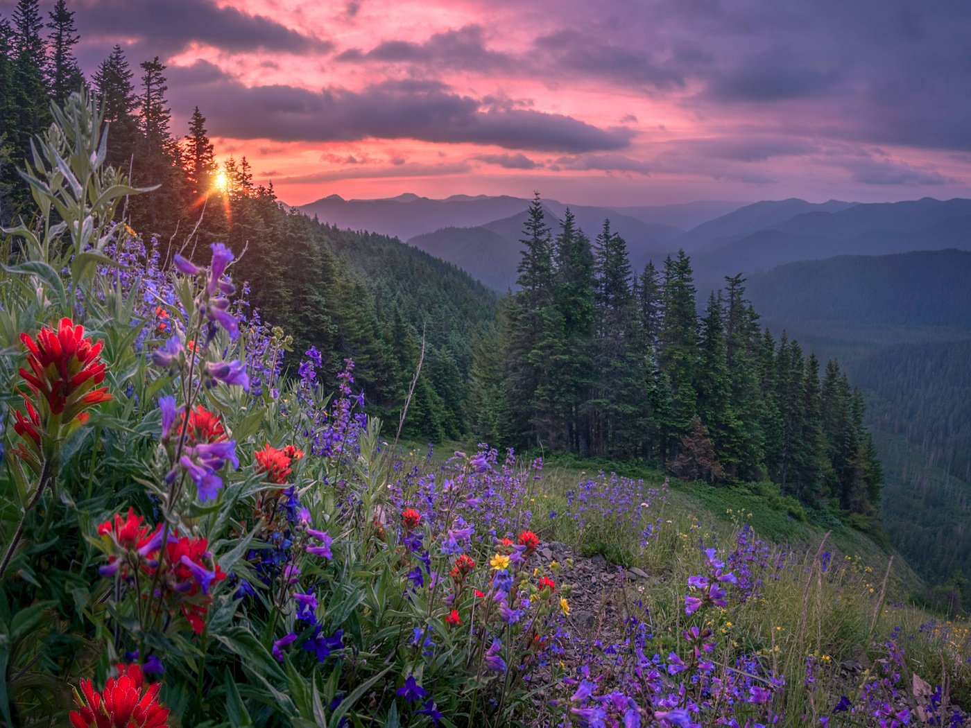 Обои цветы, горы, лес, закат, flowers, mountains, forest, sunset разрешение 2400x1920 Загрузить