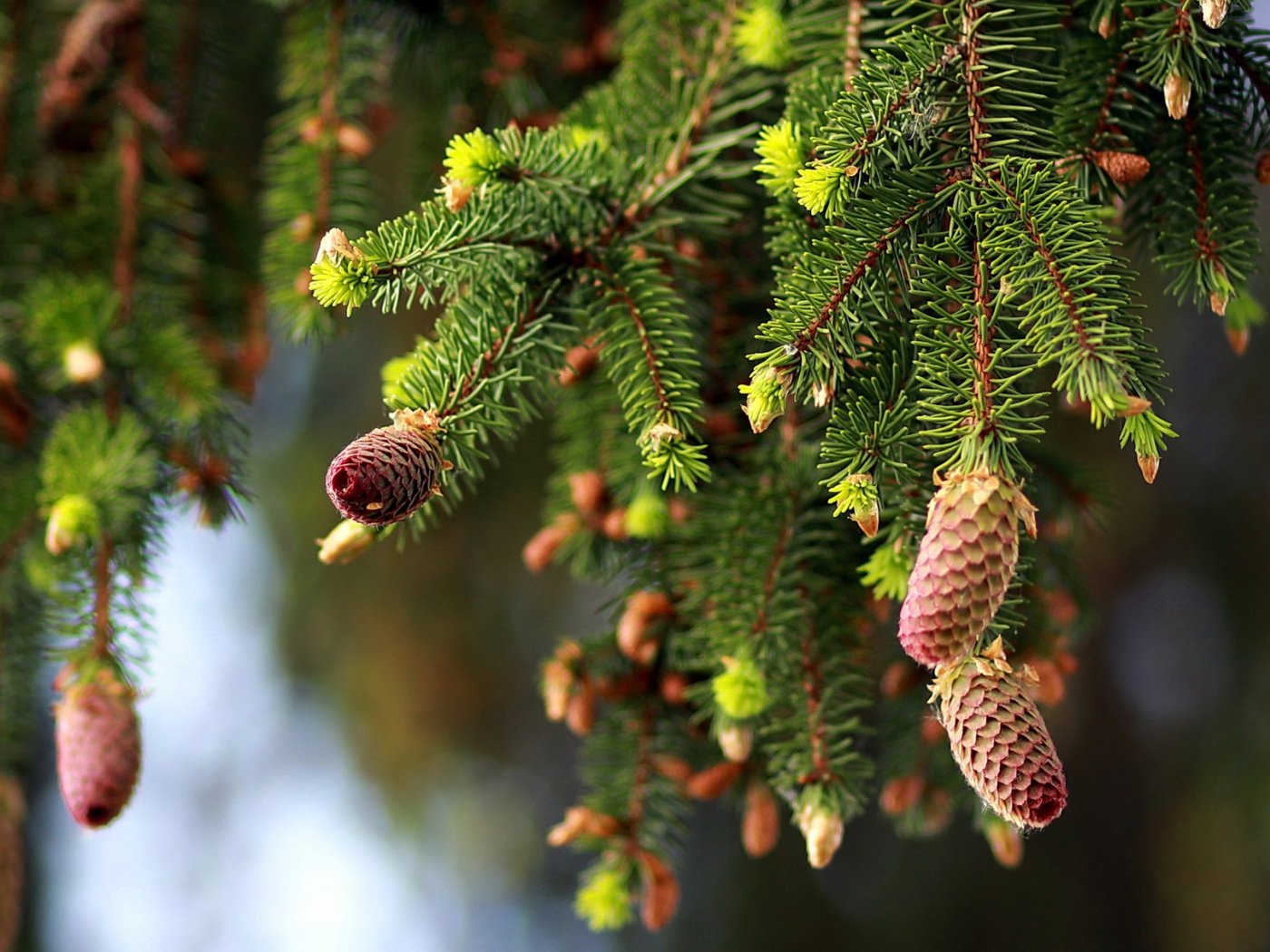 Обои природа, ветки, ель, шишки, nature, branches, spruce, bumps разрешение 2112x1188 Загрузить