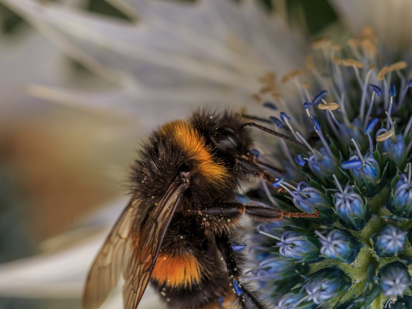 Обои макро, насекомое, фон, цветок, пчела, пыльца, шмель, опыление, macro, insect, background, flower, bee, pollen, bumblebee, pollination разрешение 1920x1080 Загрузить