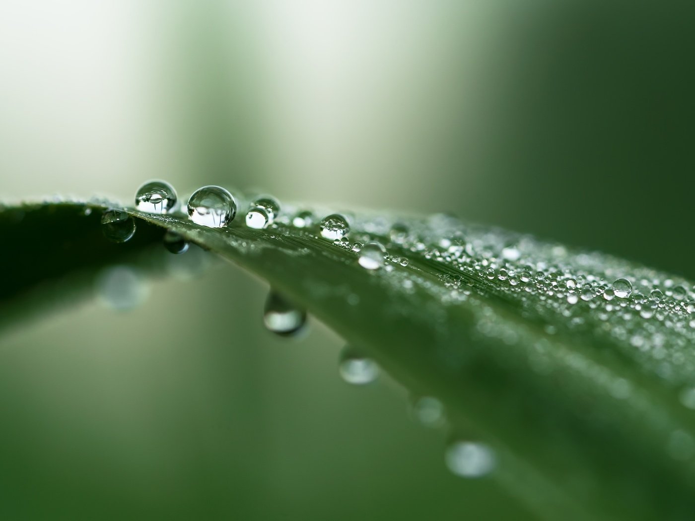 Обои природа, капли, лист, капельки росы, крупным планом, nature, drops, sheet, drops of dew, closeup разрешение 2981x1677 Загрузить