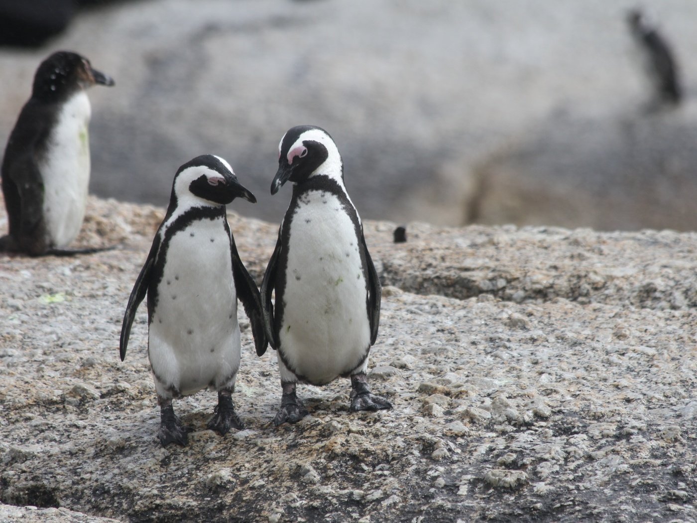 Обои пингвин, пингвины, очковый пингвин, penguin, penguins разрешение 2592x1728 Загрузить