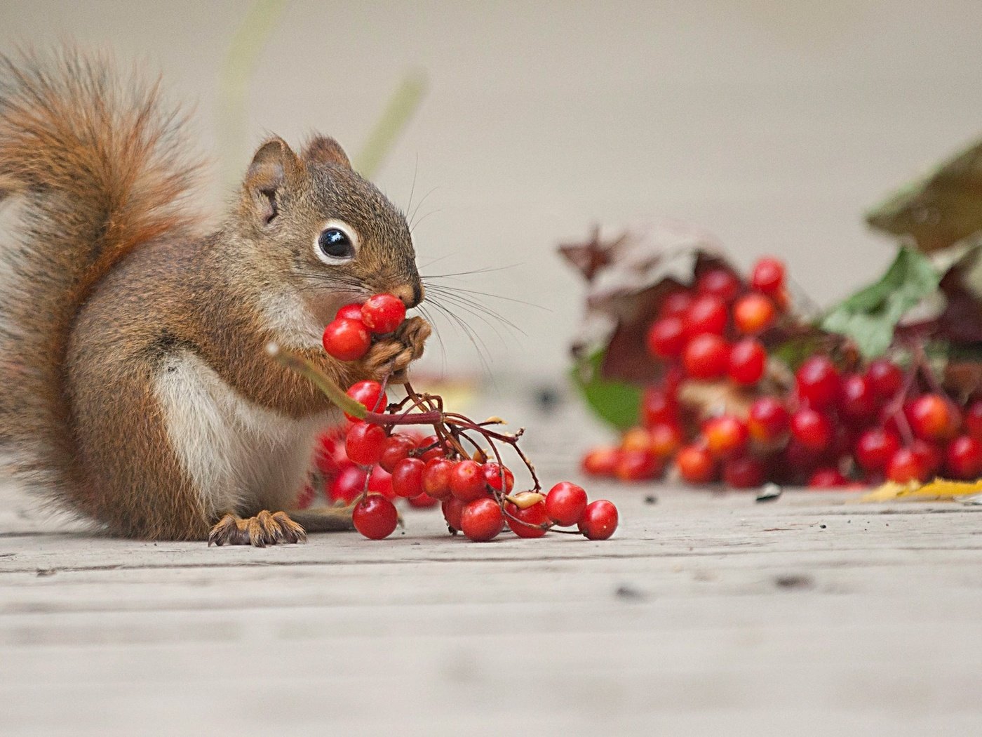 Обои ягоды, животное, белка, калина, грызун, berries, animal, protein, kalina, rodent разрешение 2048x1152 Загрузить