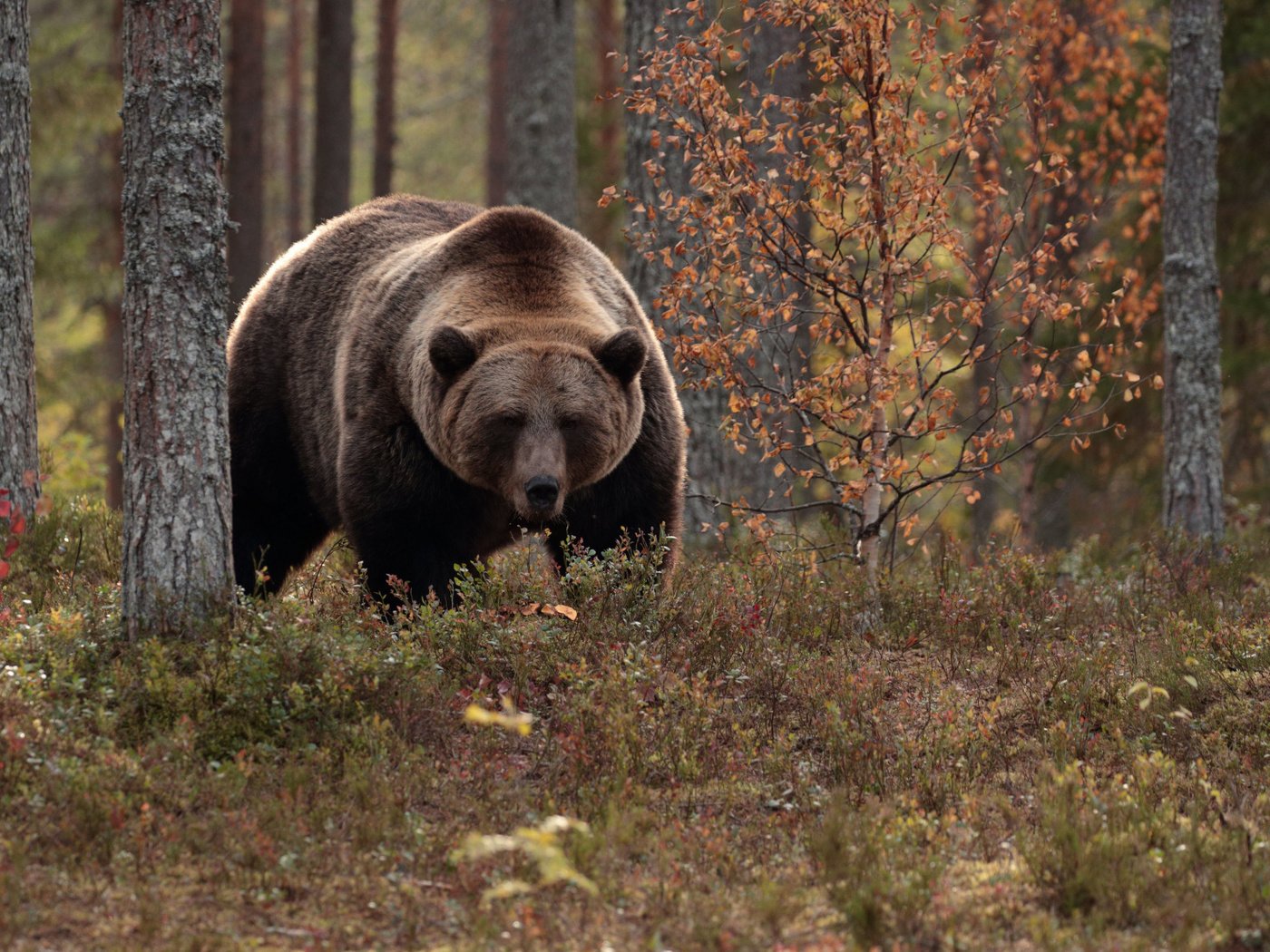 Обои деревья, лес, осень, медведь, топтыгин, trees, forest, autumn, bear разрешение 2112x1188 Загрузить