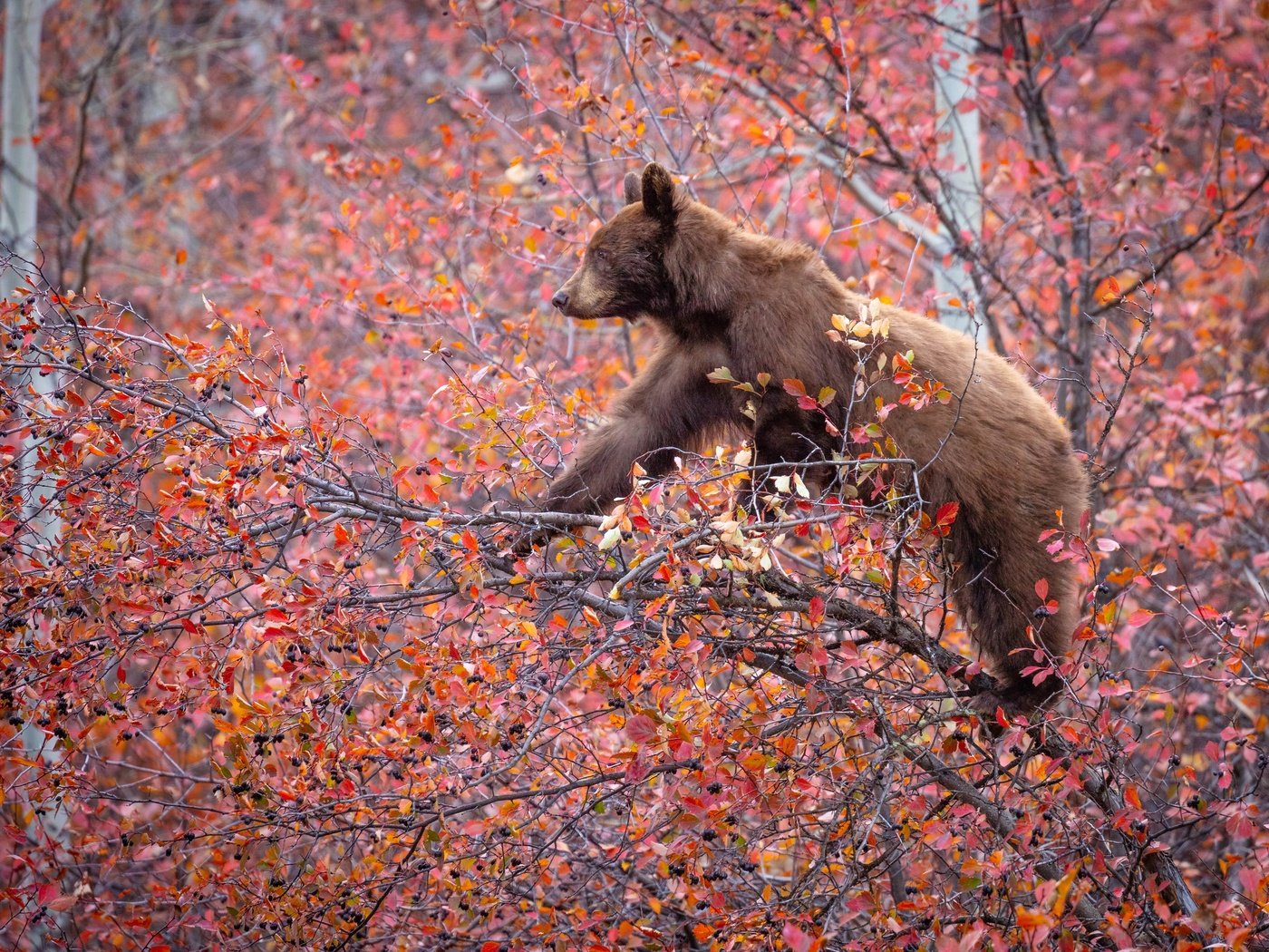 Обои дерево, ветки, осень, медведь, ягоды, на дереве, tree, branches, autumn, bear, berries, on the tree разрешение 3600x2400 Загрузить