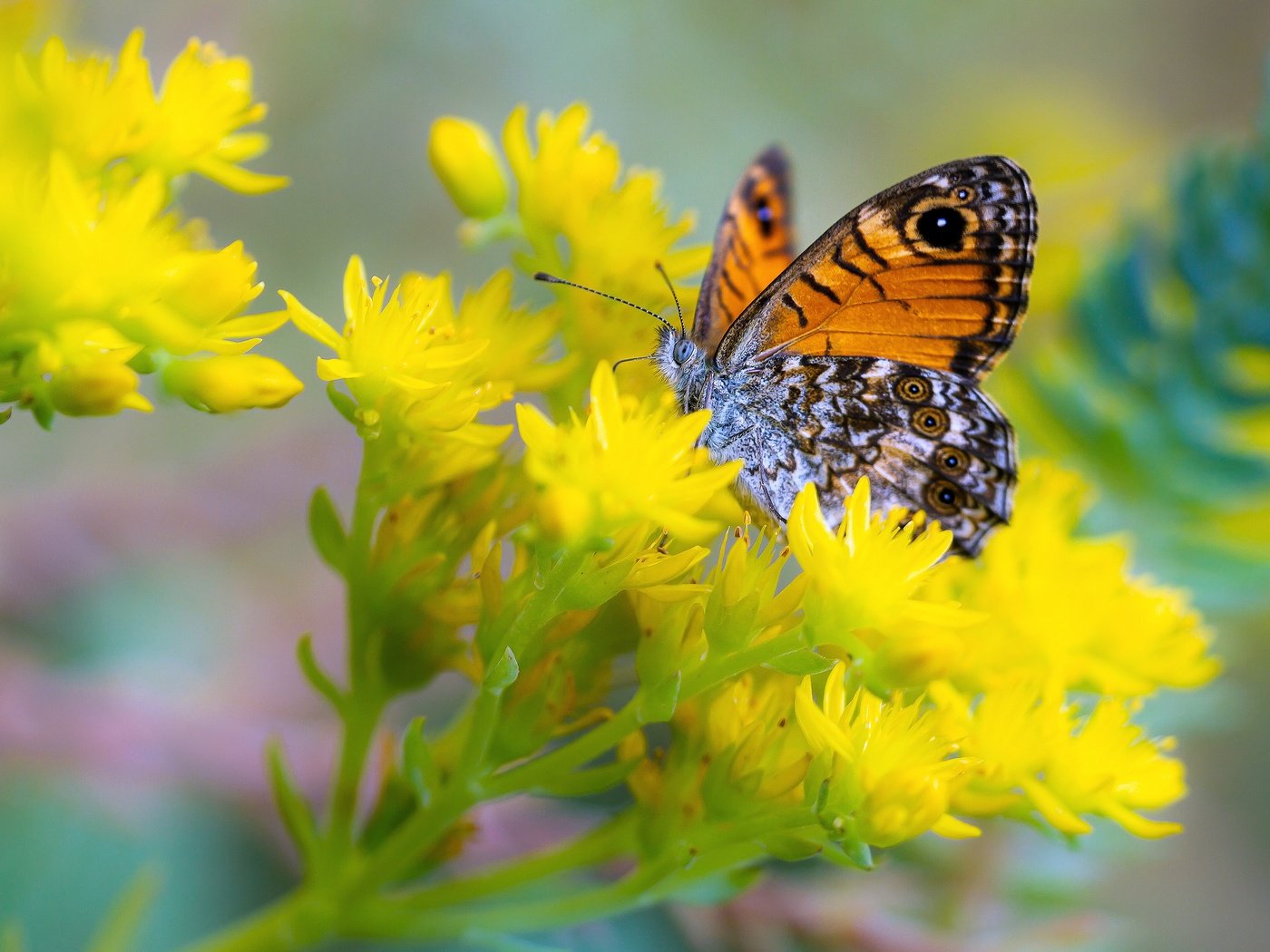 Обои цветы, макро, насекомое, бабочка, flowers, macro, insect, butterfly разрешение 3840x2160 Загрузить