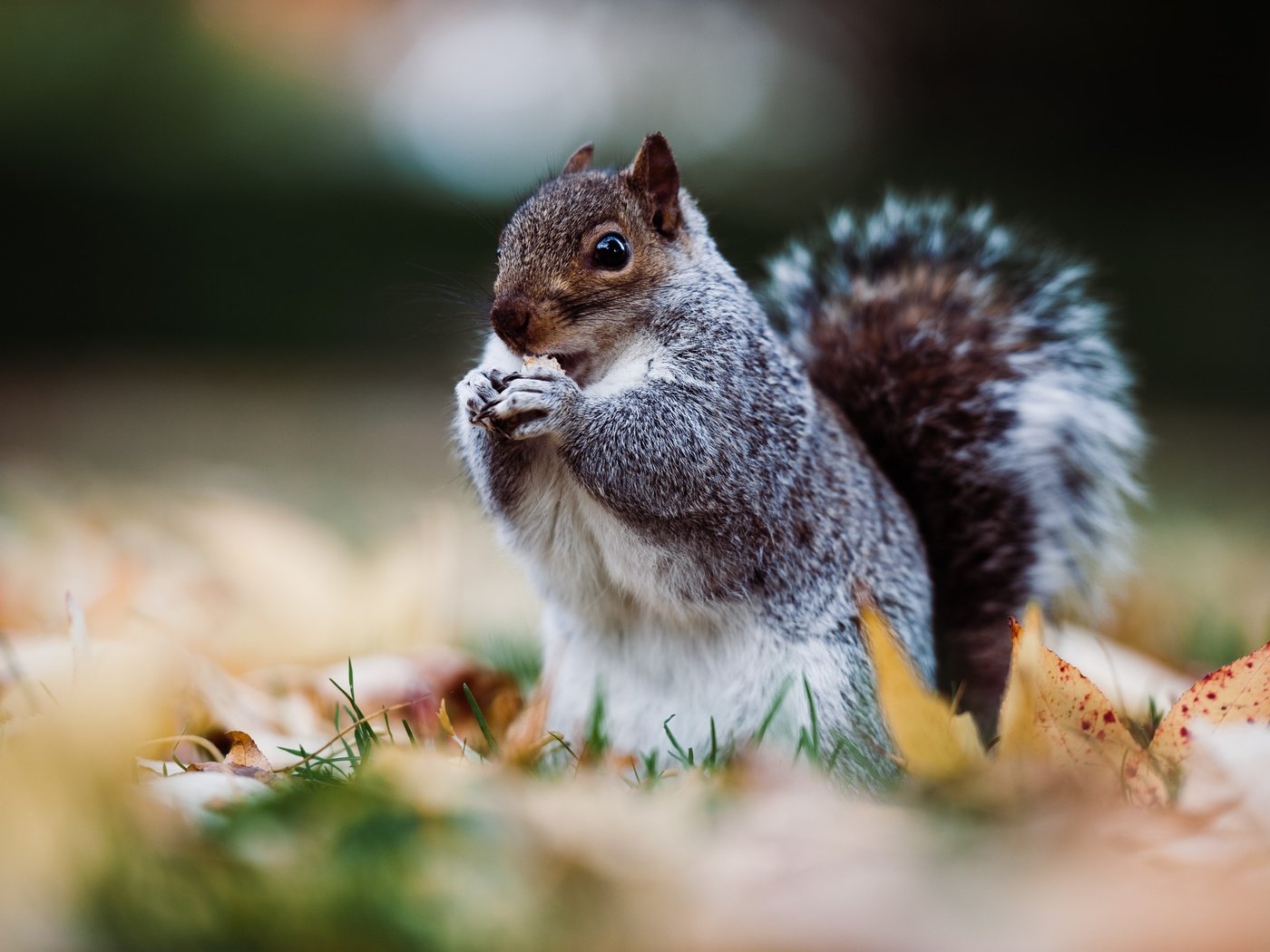 Обои листья, осень, серая, белка, боке, стойка, трапеза, leaves, autumn, grey, protein, bokeh, stand, meal разрешение 4256x2832 Загрузить