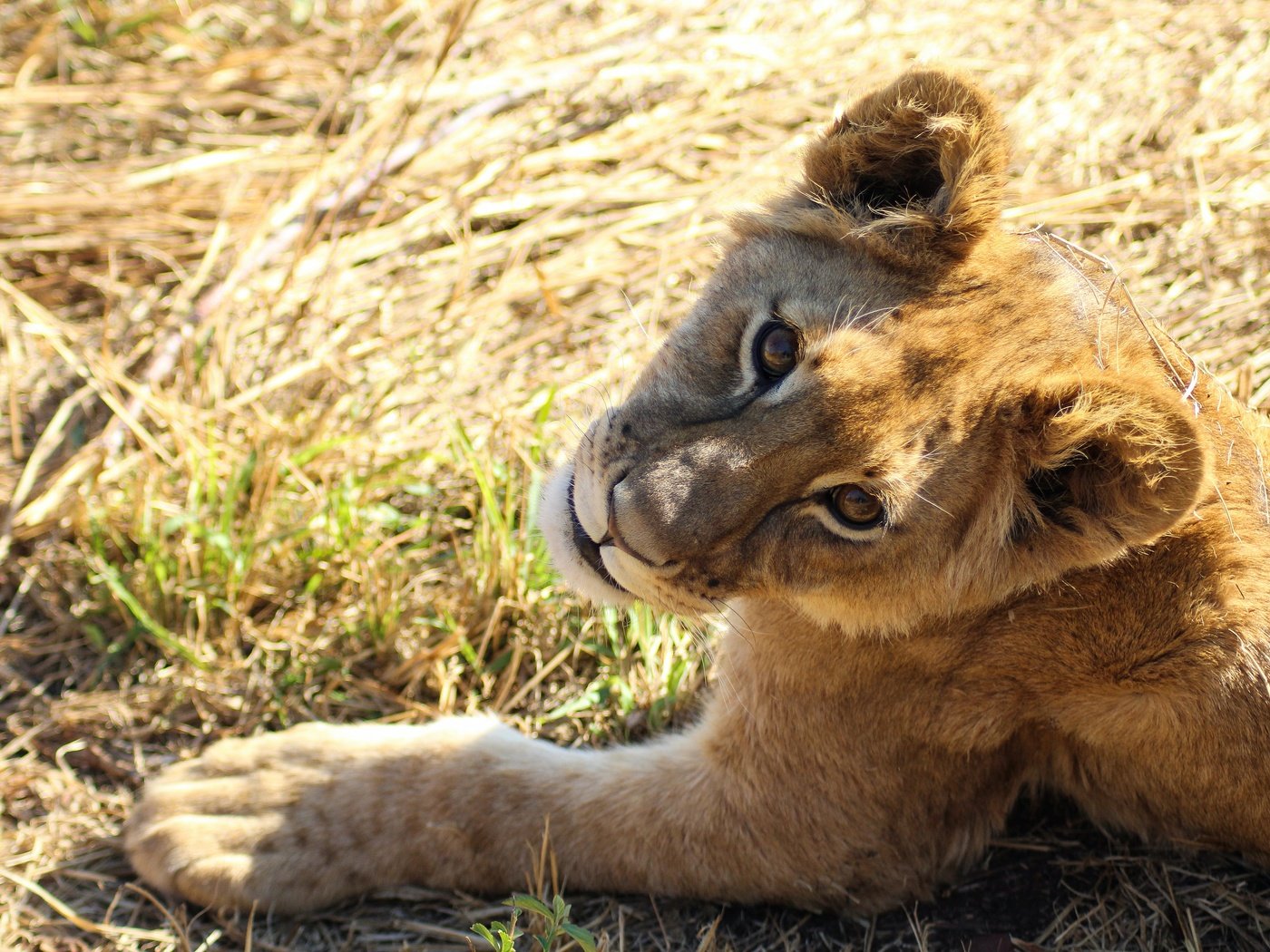 Обои поза, взгляд, лежит, львёнок, боке, pose, look, lies, lion, bokeh разрешение 3840x2560 Загрузить