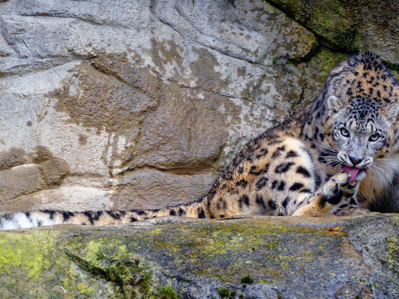 Обои скалы, природа, камни, поза, сидит, снежный барс, ирбис, rocks, nature, stones, pose, sitting, snow leopard, irbis разрешение 2560x1440 Загрузить