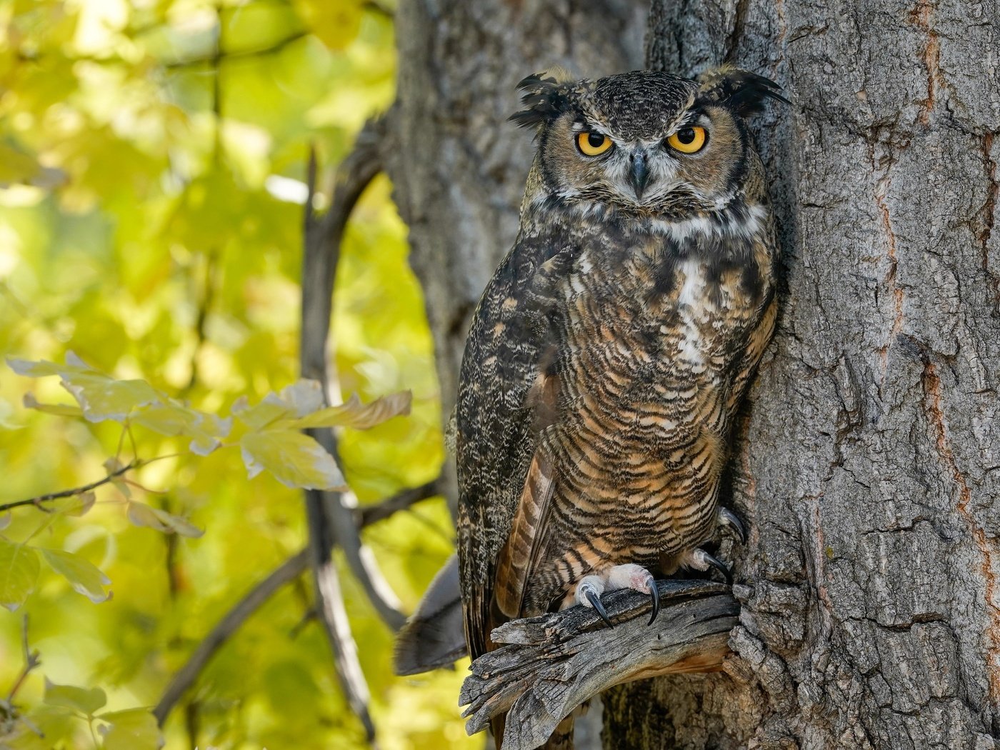 Обои сова, дерево, ветки, листва, осень, птица, филин, owl, tree, branches, foliage, autumn, bird разрешение 2048x1365 Загрузить