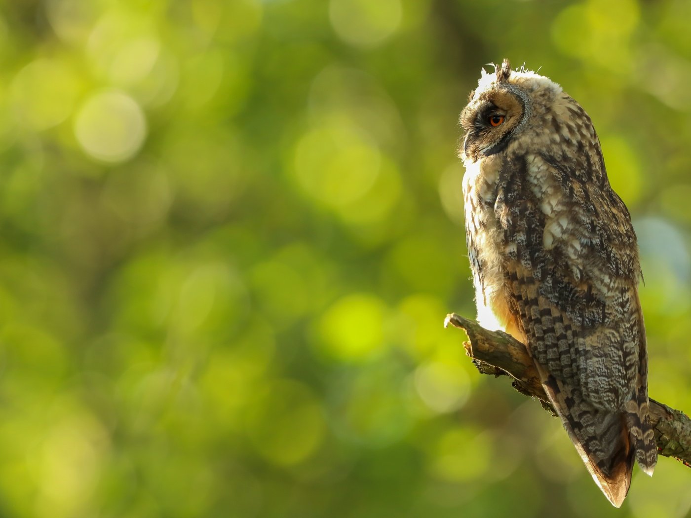 Обои сова, профиль, птица, сук, боке, owl, profile, bird, bitches, bokeh разрешение 5991x4266 Загрузить