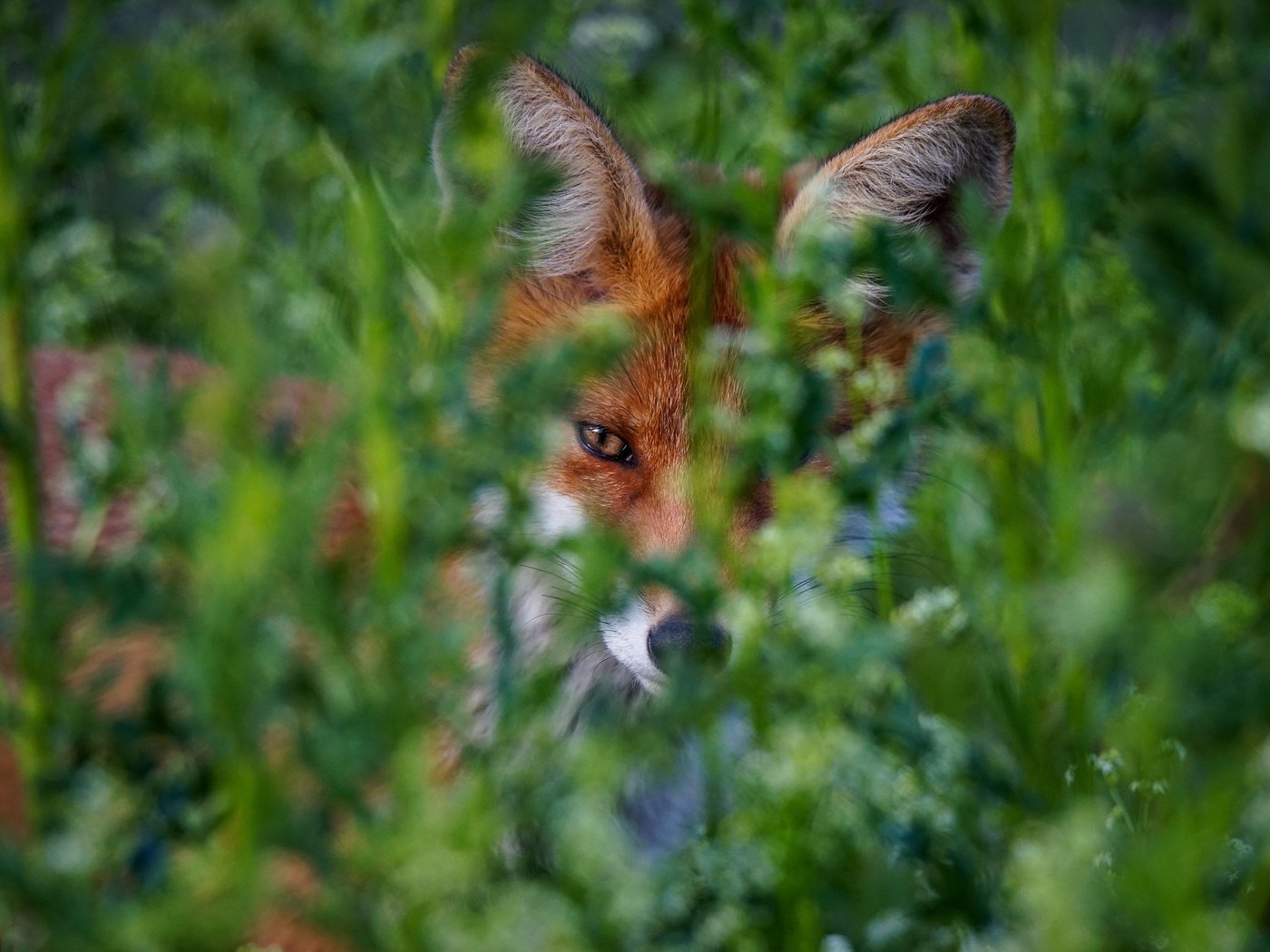 Обои зелень, портрет, лиса, боке, greens, portrait, fox, bokeh разрешение 2880x1920 Загрузить