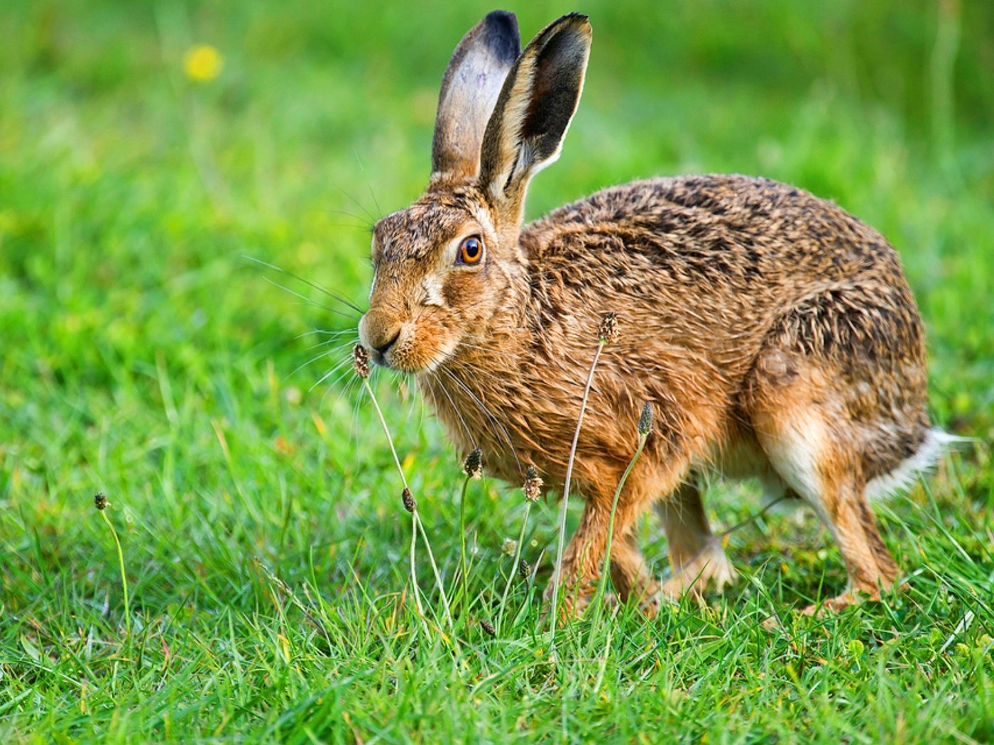 Обои животные, дикая природа, заяц, animals, wildlife, hare разрешение 1920x1200 Загрузить