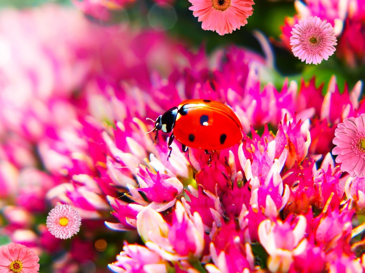 Обои цветы, жук, макро, божья коровка, боке, flowers, beetle, macro, ladybug, bokeh разрешение 2880x1620 Загрузить