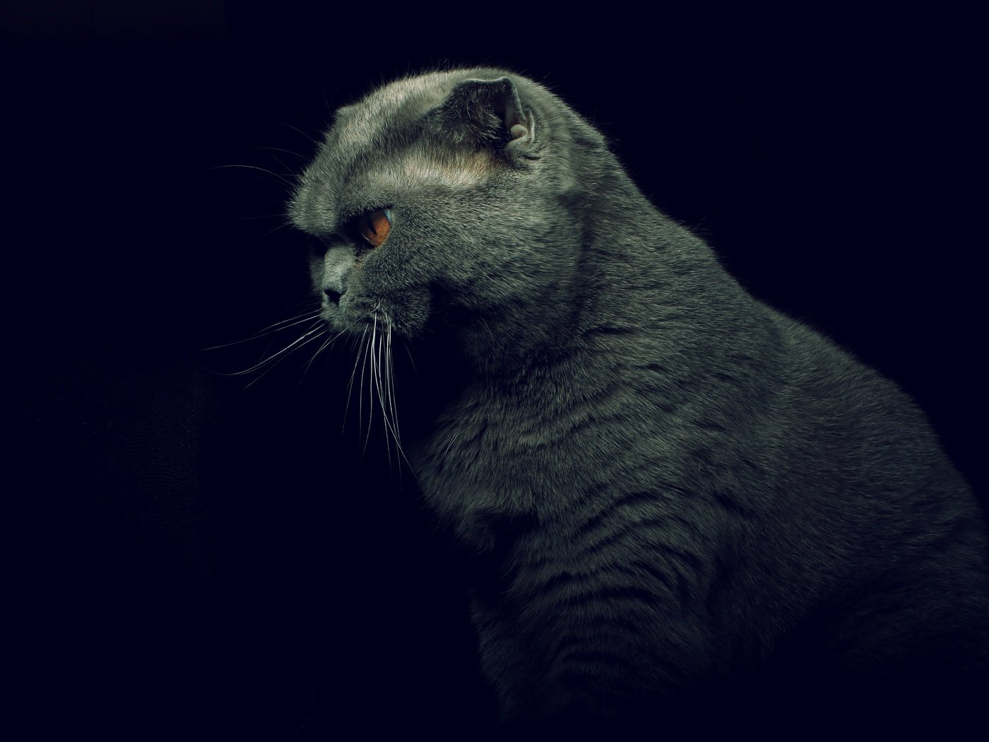 Обои кот, кошка, профиль, черный фон, британская короткошерстная, cat, profile, black background, british shorthair разрешение 6000x4000 Загрузить