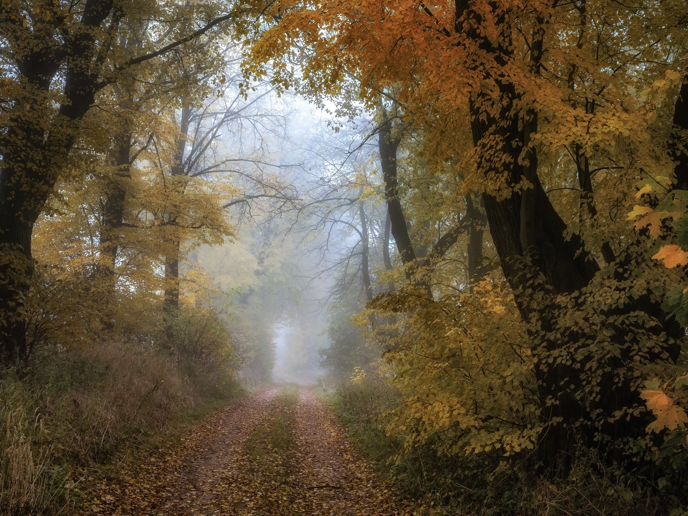 Обои лес, осень, forest, autumn разрешение 3840x2160 Загрузить