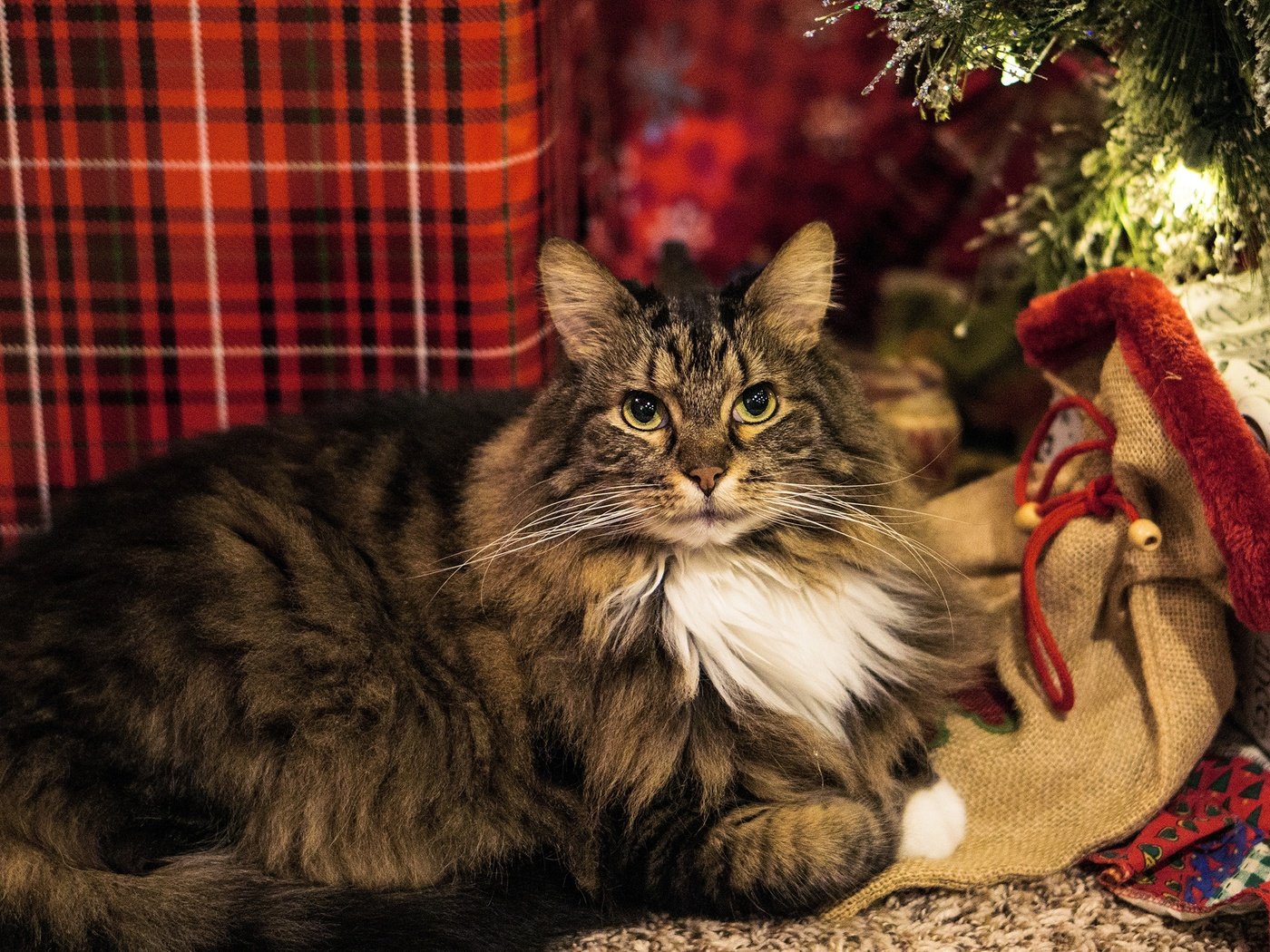 Обои огни, коробка, новый год, уют, кот, кошка, взгляд, подарки, пушистый, серый, рождество, christmas, lights, box, new year, comfort, cat, look, gifts, fluffy, grey разрешение 2880x1620 Загрузить