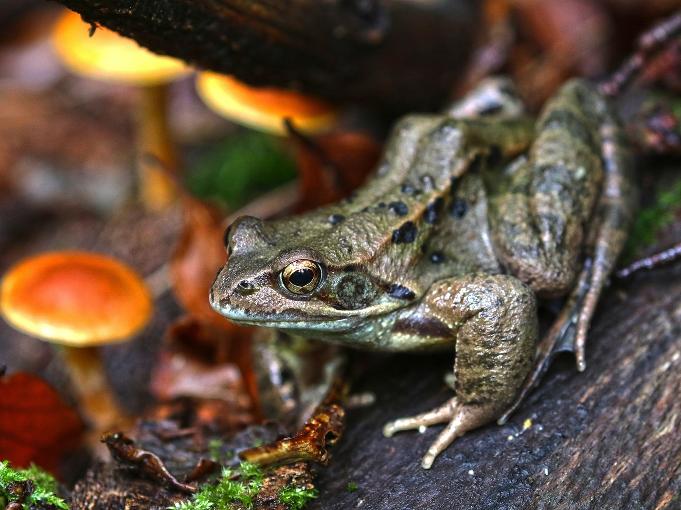 Обои осень, грибы, лягушка, жаба, амфибия, земноводные, autumn, mushrooms, frog, toad, amphibian, amphibians разрешение 3840x2560 Загрузить