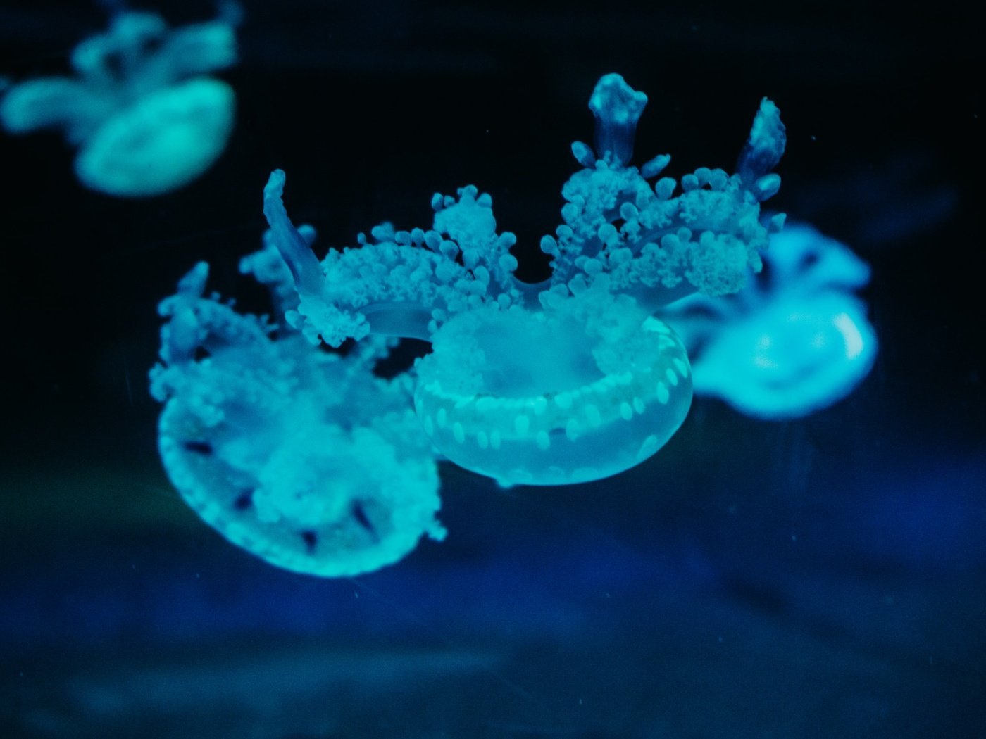 Обои под водой, голубые, медузы, under water, blue, jellyfish разрешение 2400x1600 Загрузить