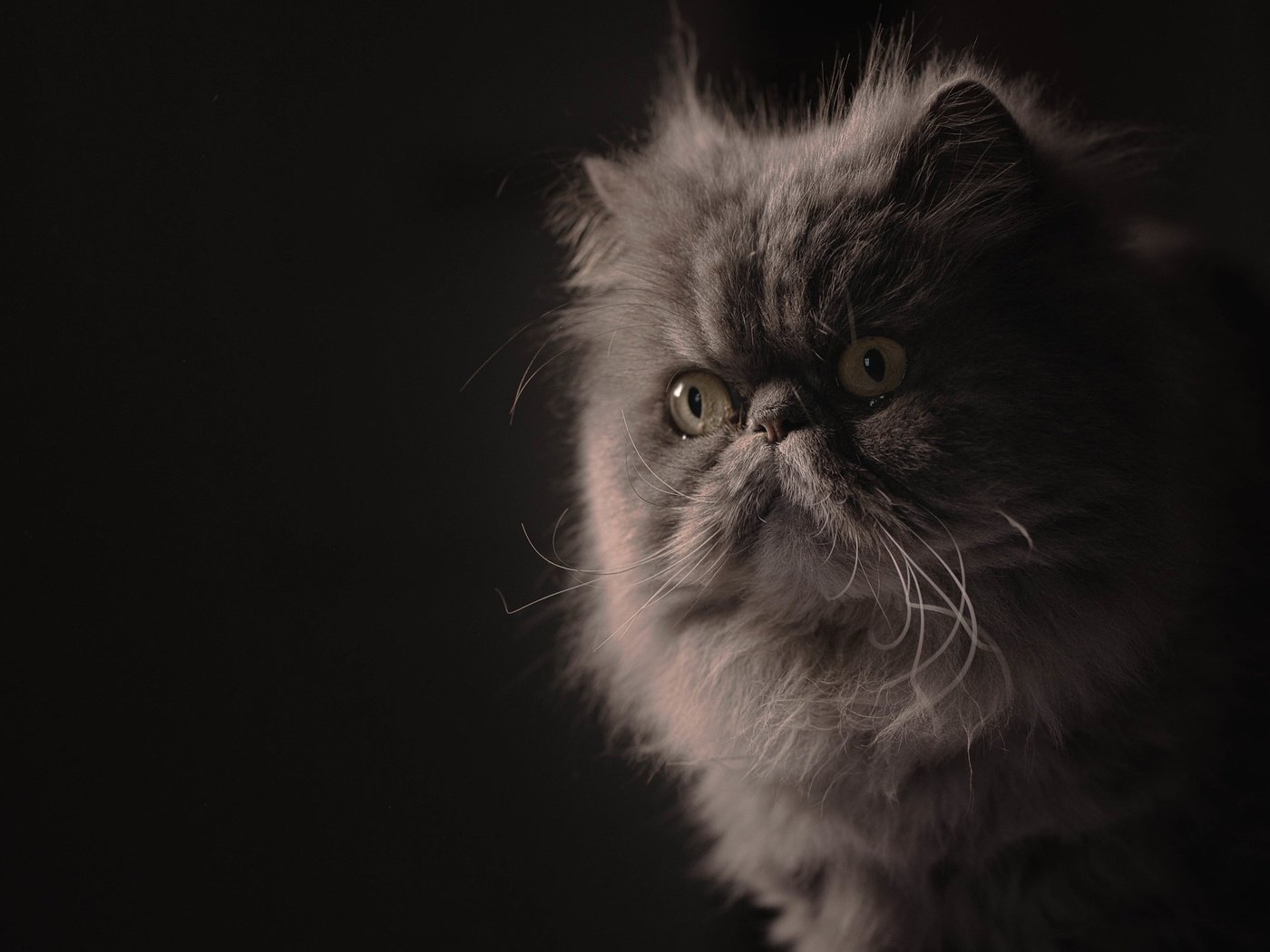 Обои портрет, мордочка, взгляд, пушистая, персидская кошка, portrait, muzzle, look, fluffy, persian cat разрешение 2048x1365 Загрузить