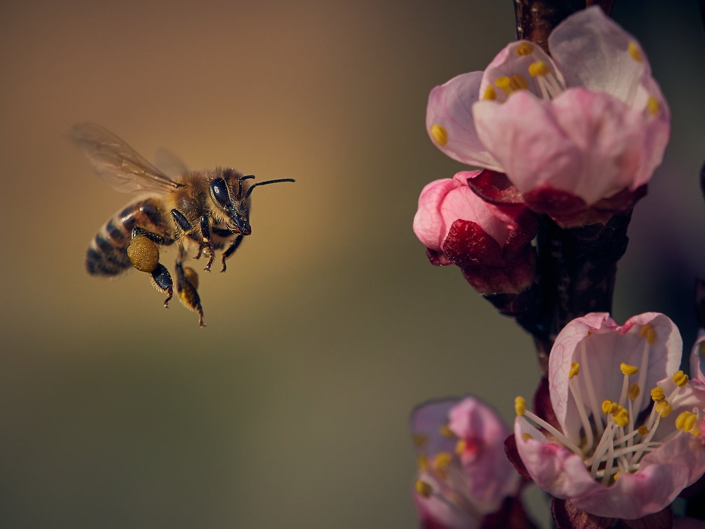 Обои цветы, природа, цветение, насекомое, лепестки, крылья, весна, пчела, flowers, nature, flowering, insect, petals, wings, spring, bee разрешение 2048x1365 Загрузить