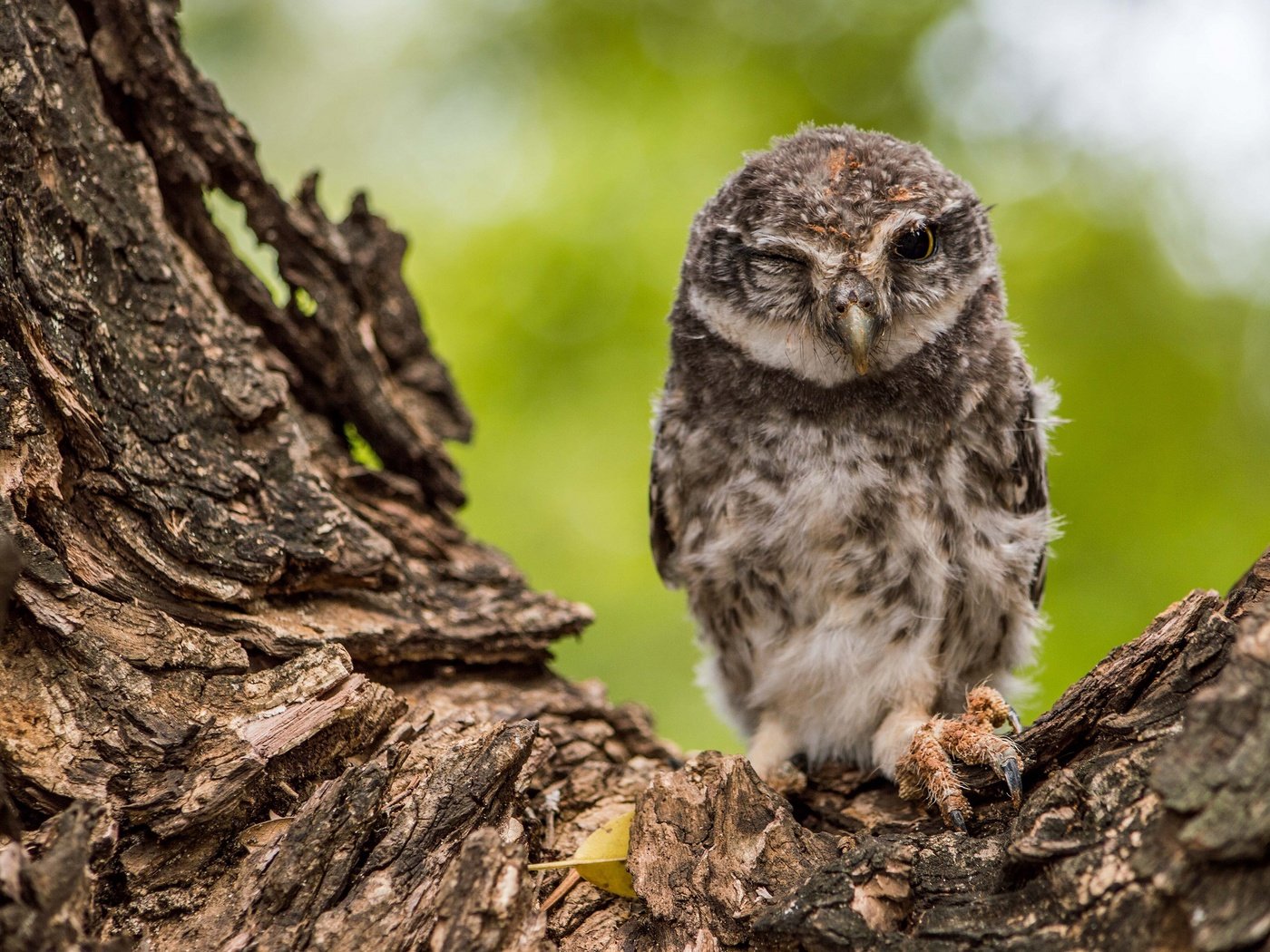 Обои сова, птенец, дерево, птица, кора, совенок, подмигивает, сыч, owl, chick, tree, bird, bark, owlet, winks разрешение 3840x2160 Загрузить