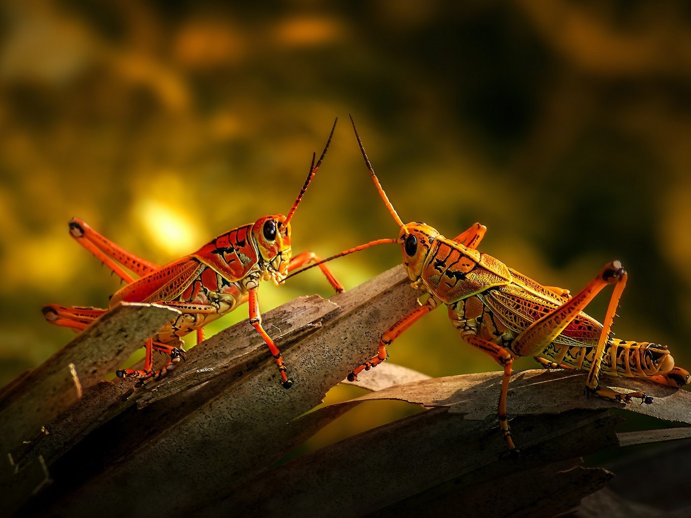 Обои свет, кора, кузнечик, боке, кузнечики, light, bark, grasshopper, bokeh, grasshoppers разрешение 2880x1620 Загрузить