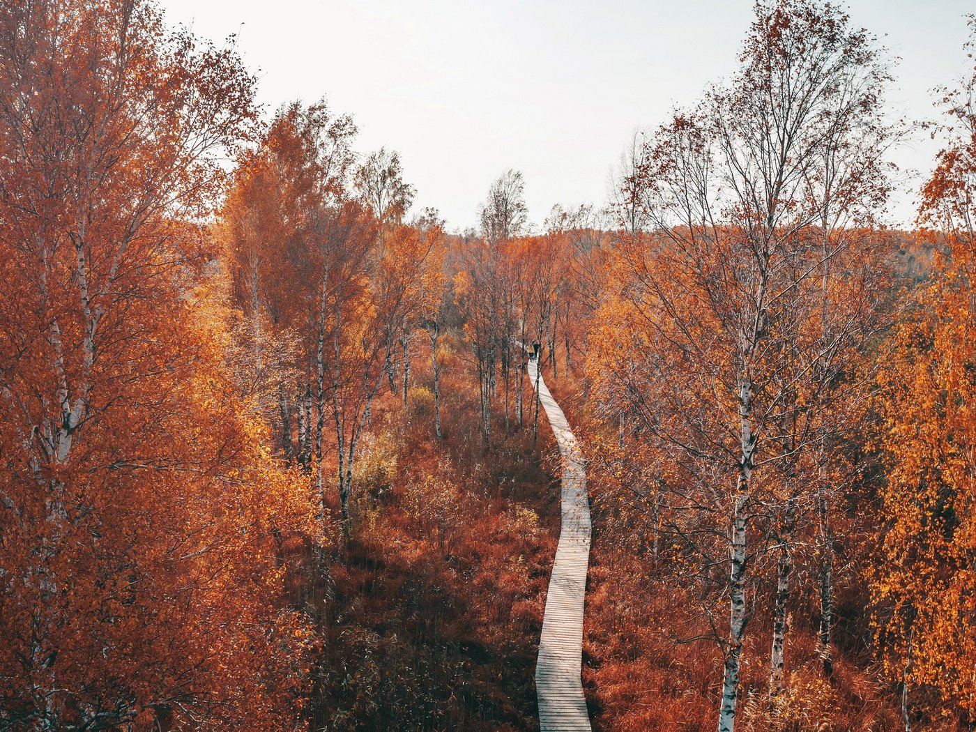 Обои парк, дорожка, осень, park, track, autumn разрешение 3840x2160 Загрузить