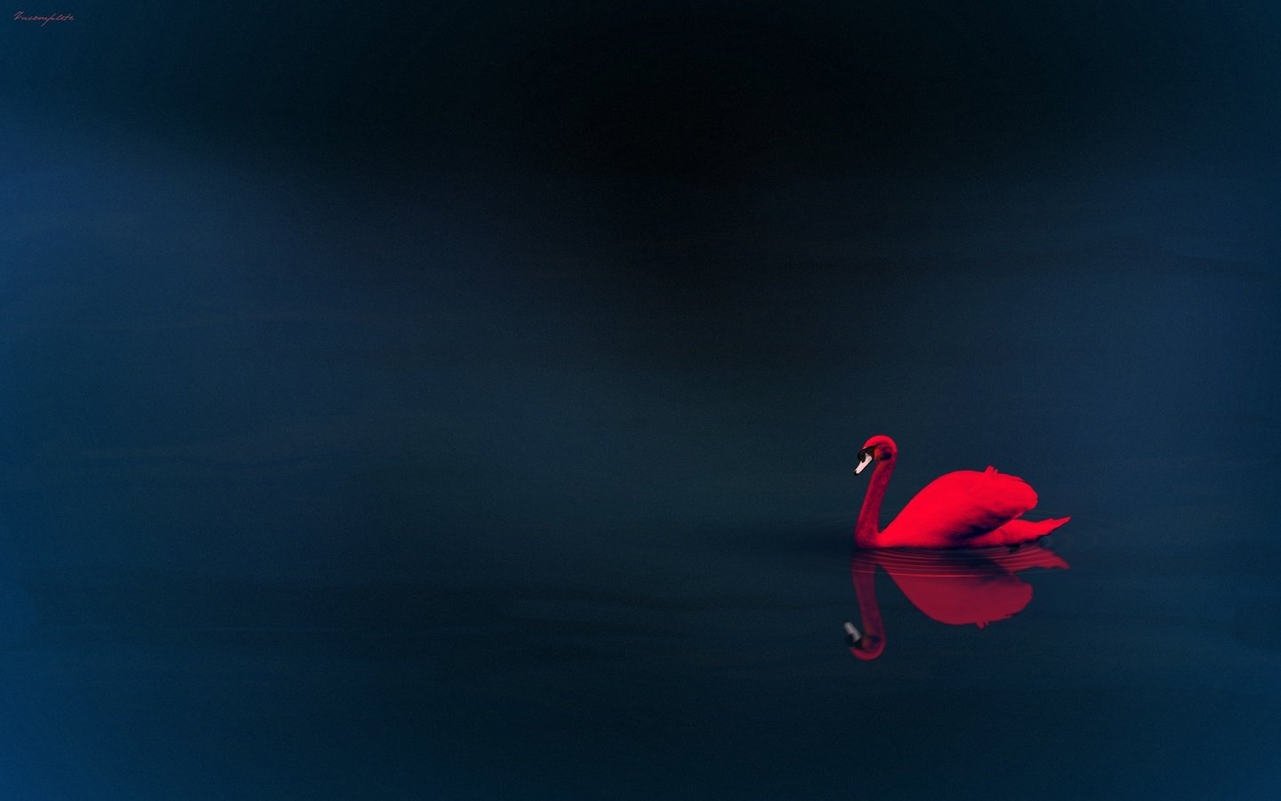 Обои вода, отражение, красный лебедь, water, reflection, red swan разрешение 1920x1200 Загрузить