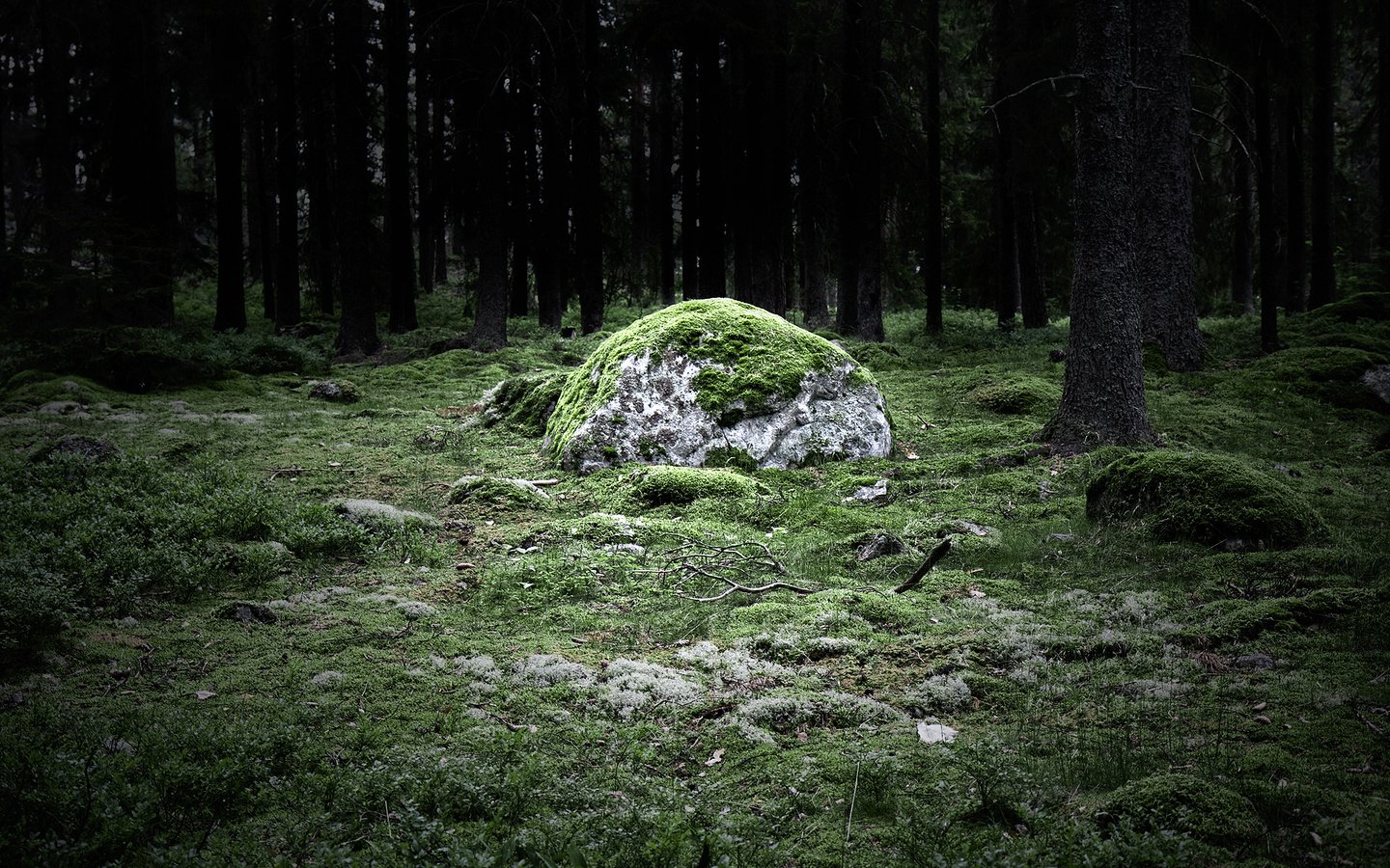 Обои природа, лес, пейзаж, камень, мох, валун, magicstone, nature, forest, landscape, stone, moss, boulder разрешение 1920x1200 Загрузить