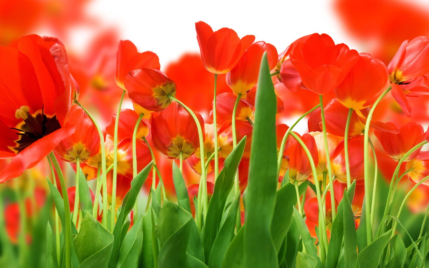 Обои зелень, поле, красных, тюльпанов, greens, field, red, tulips разрешение 2560x1600 Загрузить