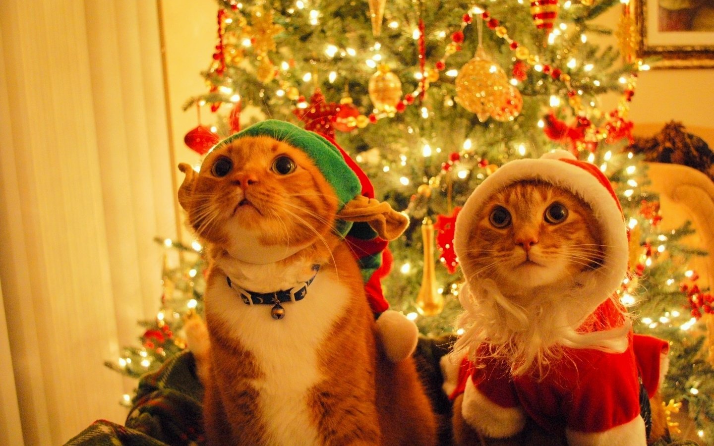 Обои новый год, елка, дед мороз, шапка, кошки, эльф, котэ, new year, tree, santa claus, hat, cats, elf, kote разрешение 1920x1200 Загрузить