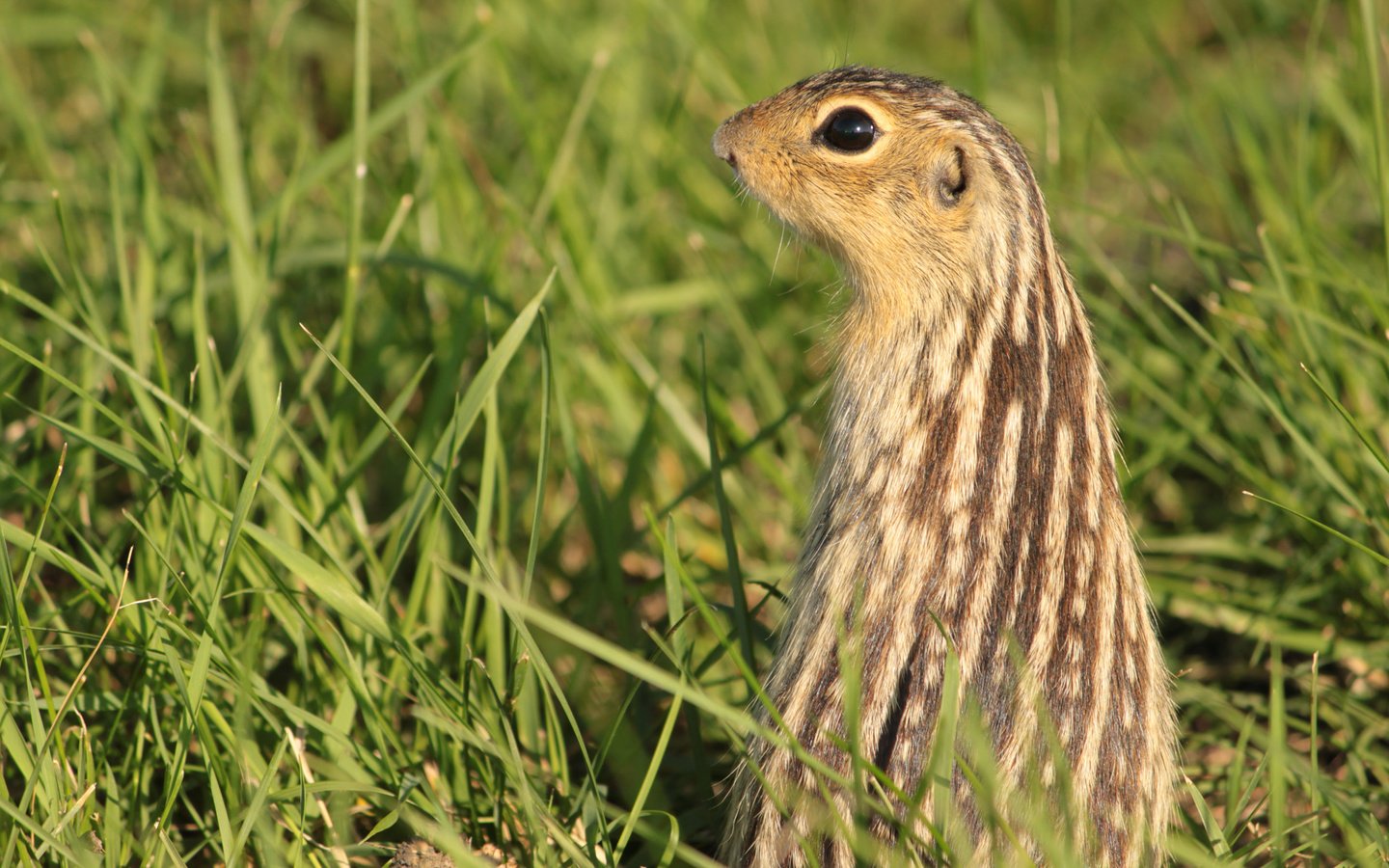 Обои трава, животное, суслик, grass, animal, gopher разрешение 2560x1600 Загрузить