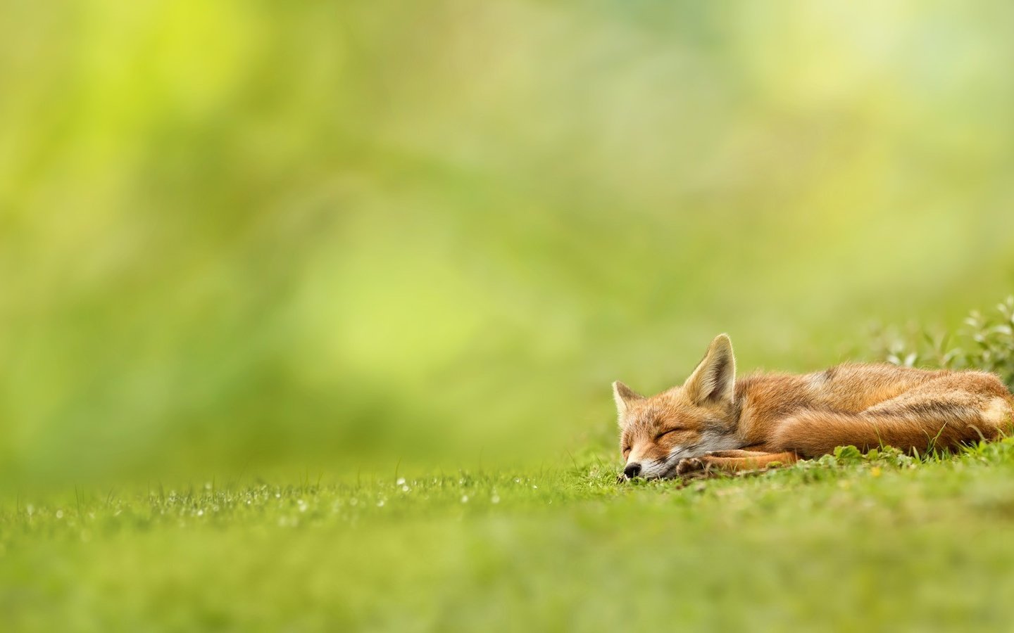 Обои трава, природа, зелень, спит, рыжая, лиса, лисица, волк, grass, nature, greens, sleeping, red, fox, wolf разрешение 1920x1080 Загрузить