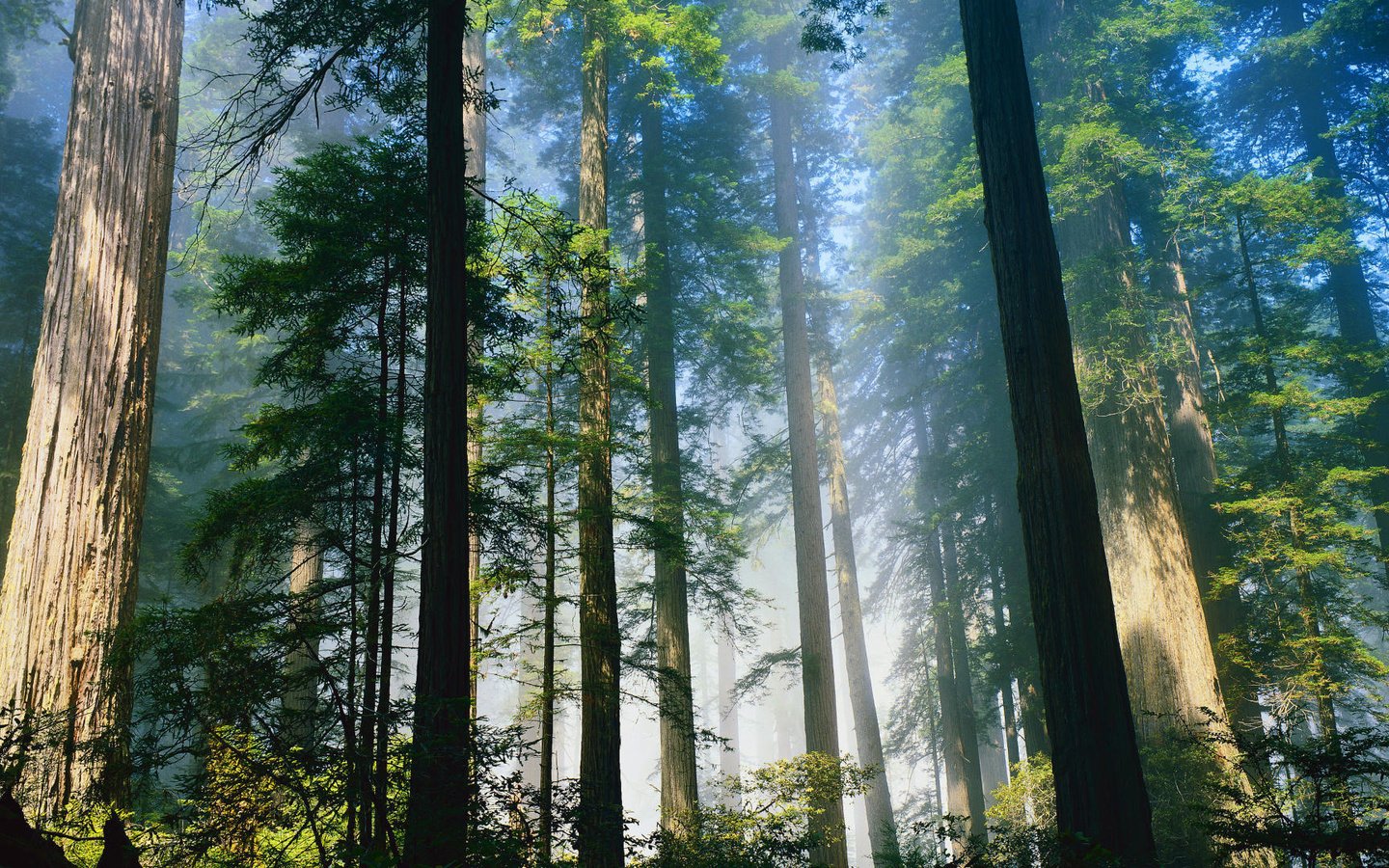 Обои деревья, лес, туман, стволы, trees, forest, fog, trunks разрешение 1920x1080 Загрузить