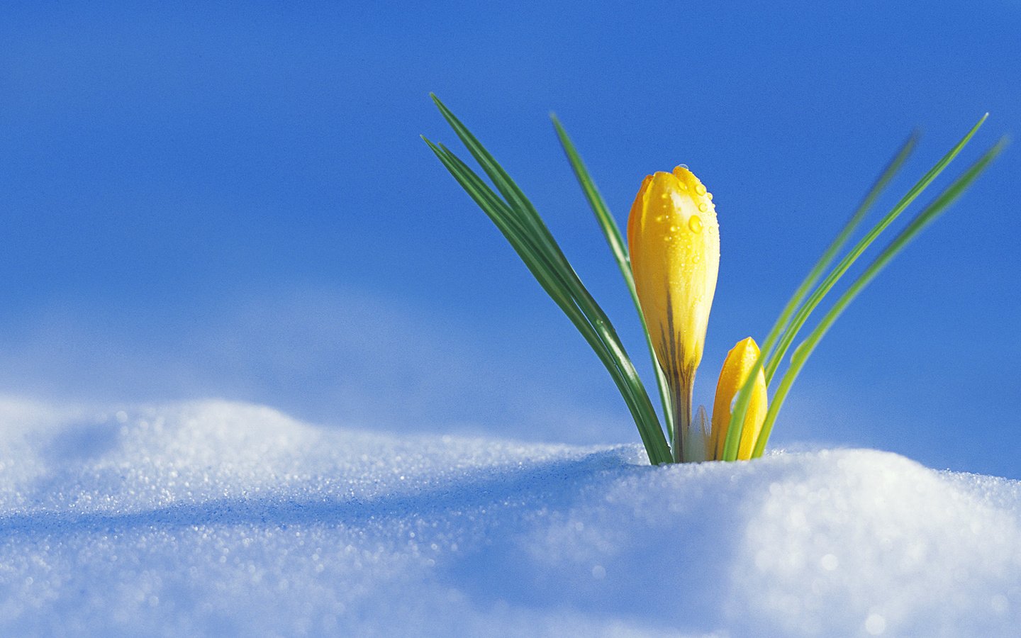 Обои снег, весна, первый крокус, радостно, snow, spring, the first crocus, happily разрешение 1920x1080 Загрузить