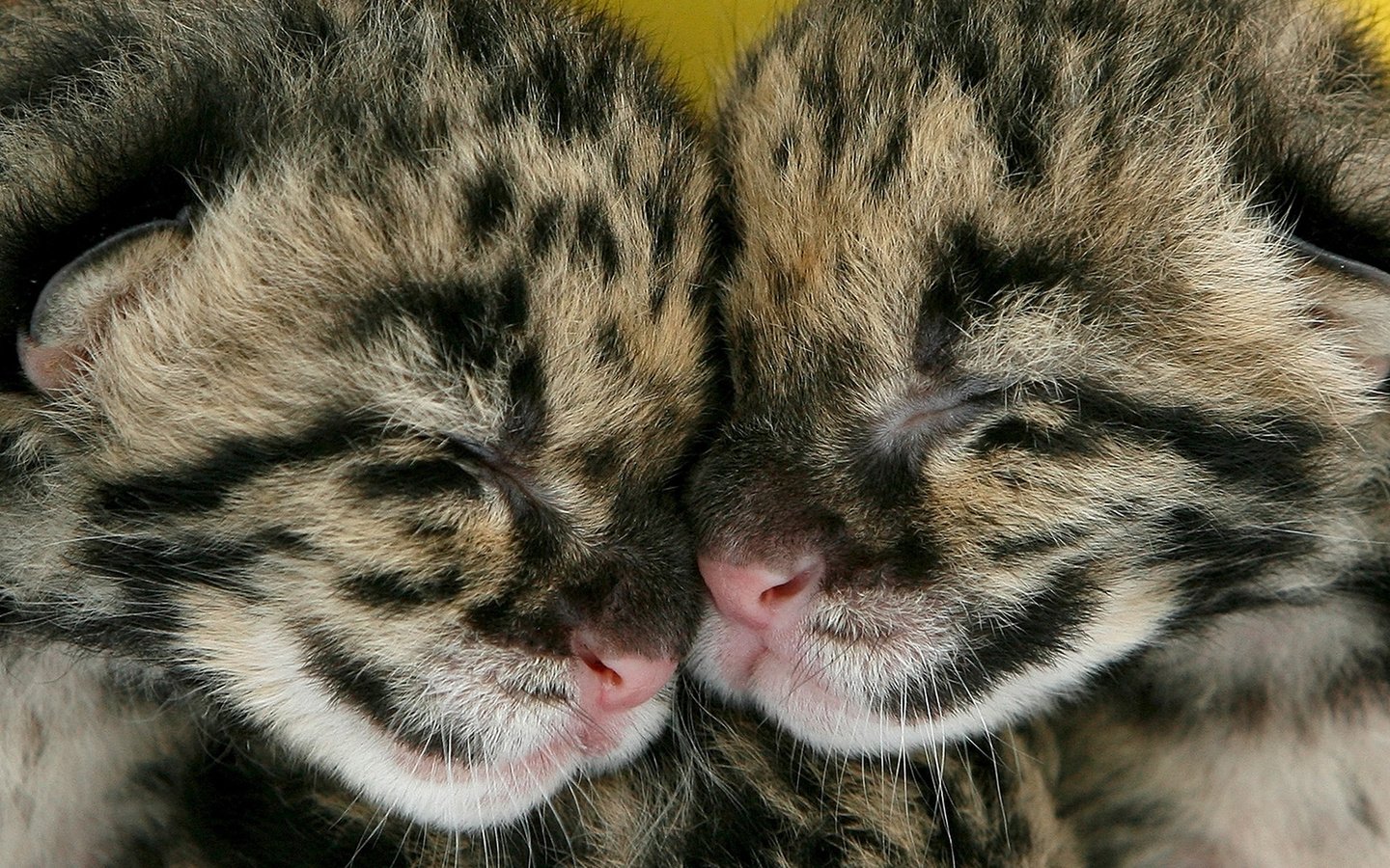 Обои парочка, спят, котята, леопарды, двое, детеныши, a couple, sleep, kittens, leopards, two, cubs разрешение 1920x1080 Загрузить