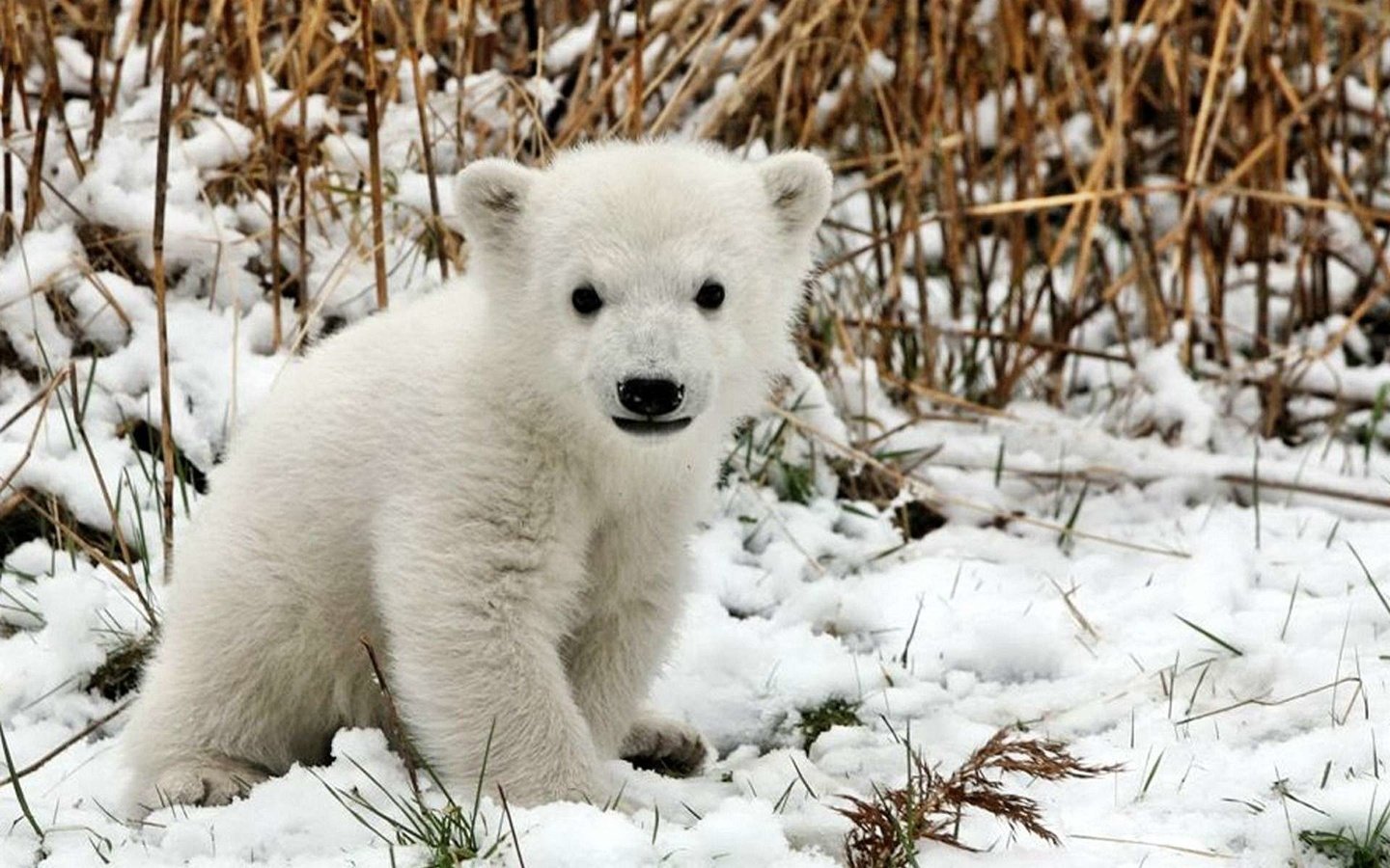 Обои снег, белый, медвежонок, snow, white, bear разрешение 1920x1200 Загрузить