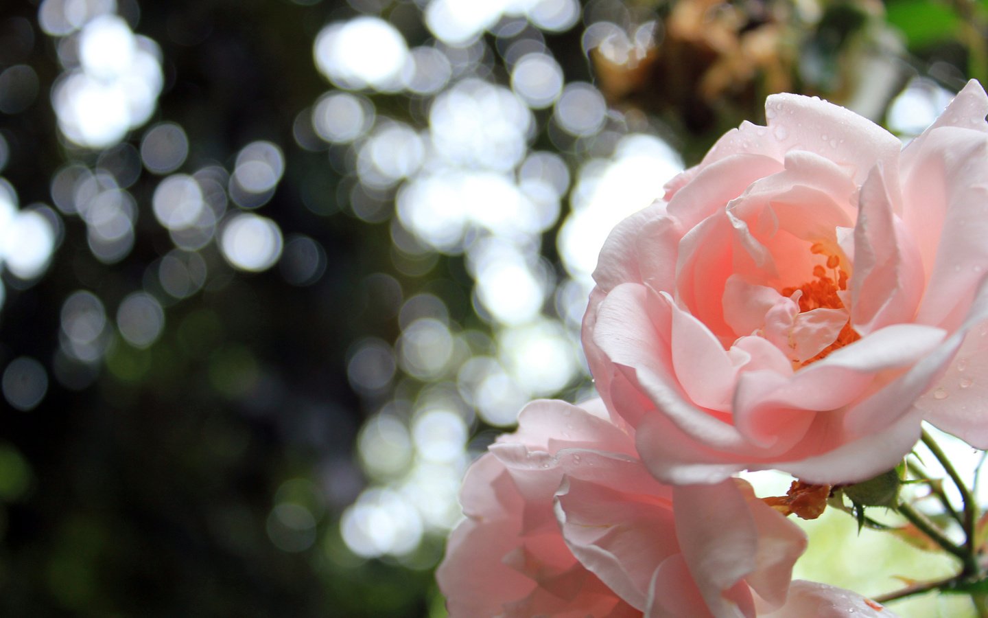 Обои цветы, природа, розы, роза, лепестки, красивая, боке, flowers, nature, roses, rose, petals, beautiful, bokeh разрешение 1920x1200 Загрузить