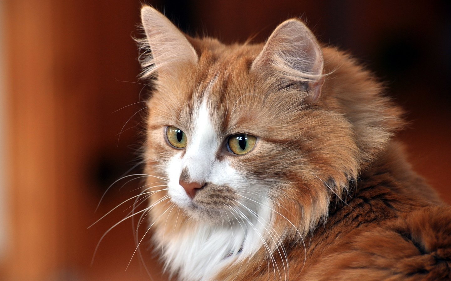 Обои морда, кот, кошка, взгляд, пушистый, рыжий, пятнистый кот, face, cat, look, fluffy, red, spotted cat разрешение 2560x1600 Загрузить