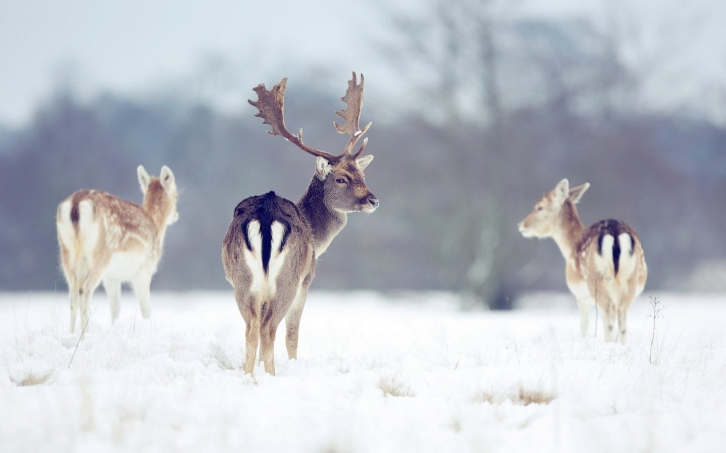 Обои снег, природа, лес, зима, рога, олени, snow, nature, forest, winter, horns, deer разрешение 1920x1200 Загрузить