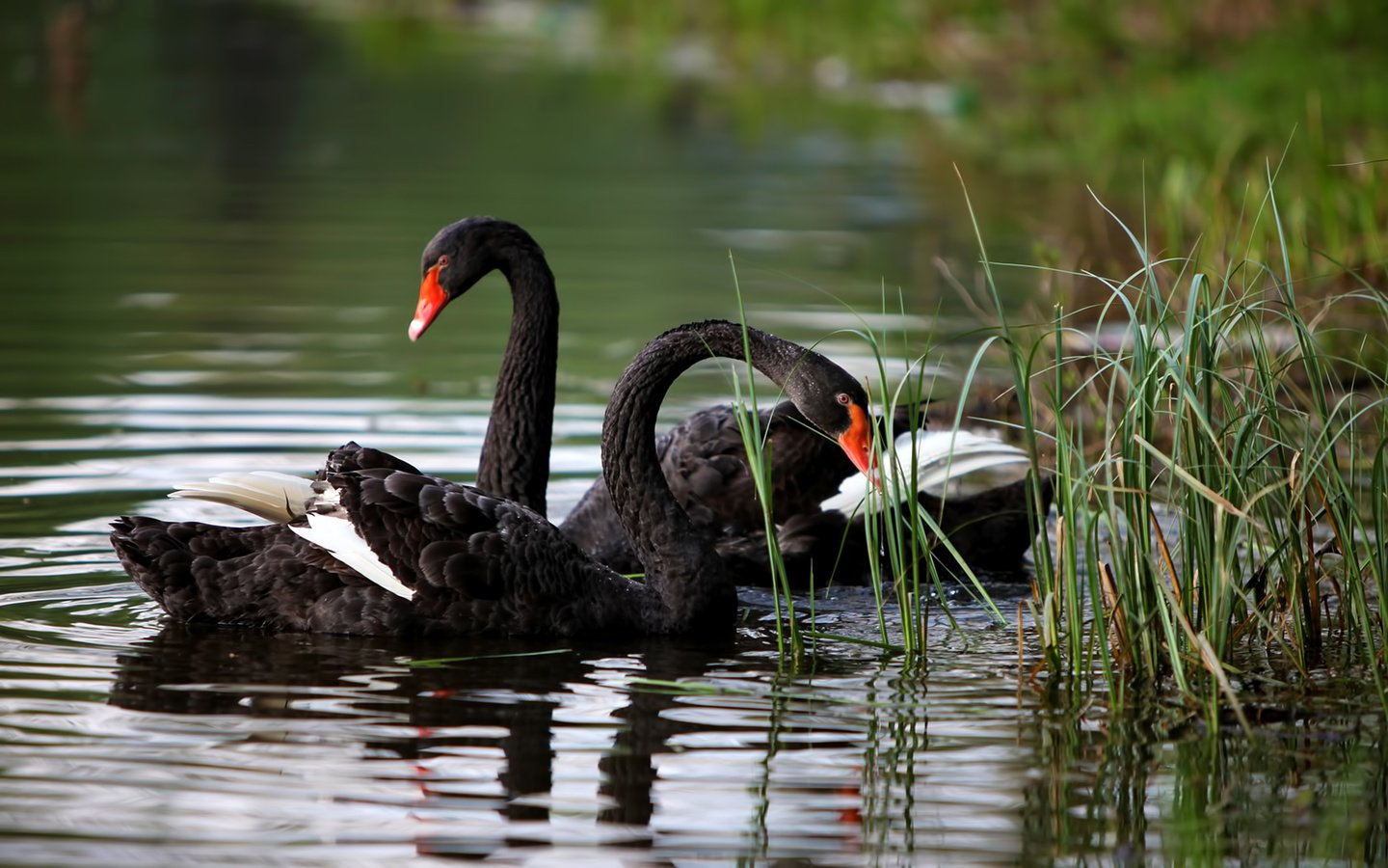 Обои трава, озеро, природа, лето, птицы, лебеди, черный лебедь, grass, lake, nature, summer, birds, swans, black swan разрешение 1920x1200 Загрузить