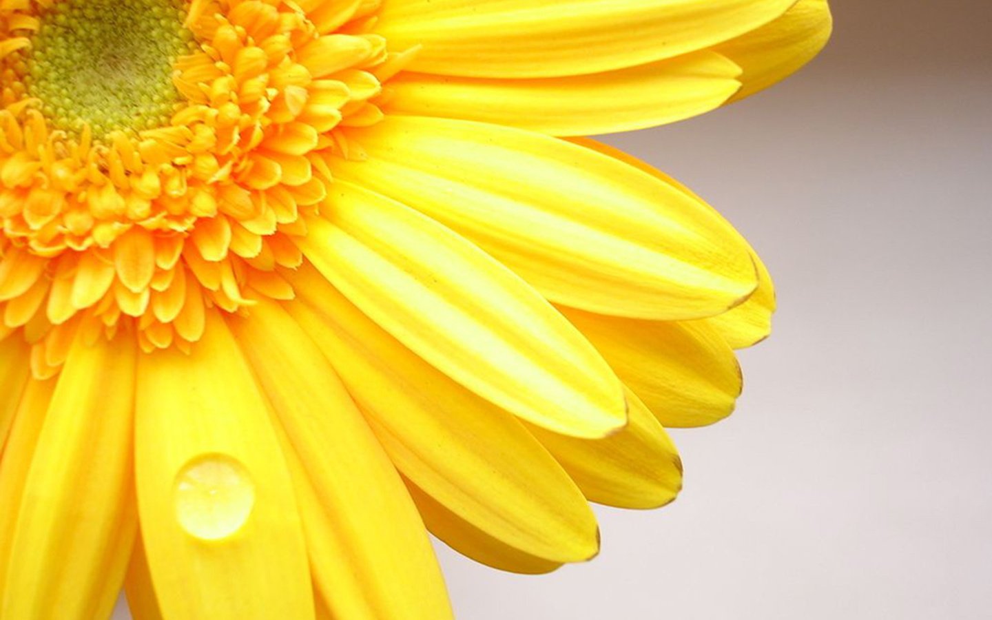 Обои желтый, цветок, капля, лепестки, гербера, cvetok, zheltyj, gerber, yellow, flower, drop, petals, gerbera разрешение 1920x1416 Загрузить